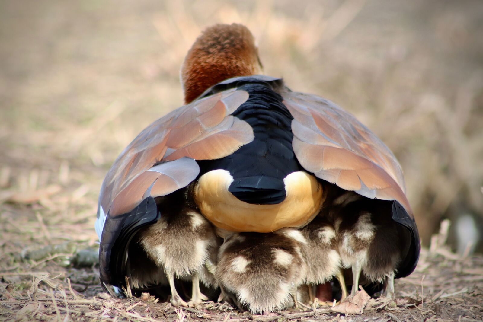 Canon EOS 800D (EOS Rebel T7i / EOS Kiss X9i) sample photo. Chicks, goslings, young photography