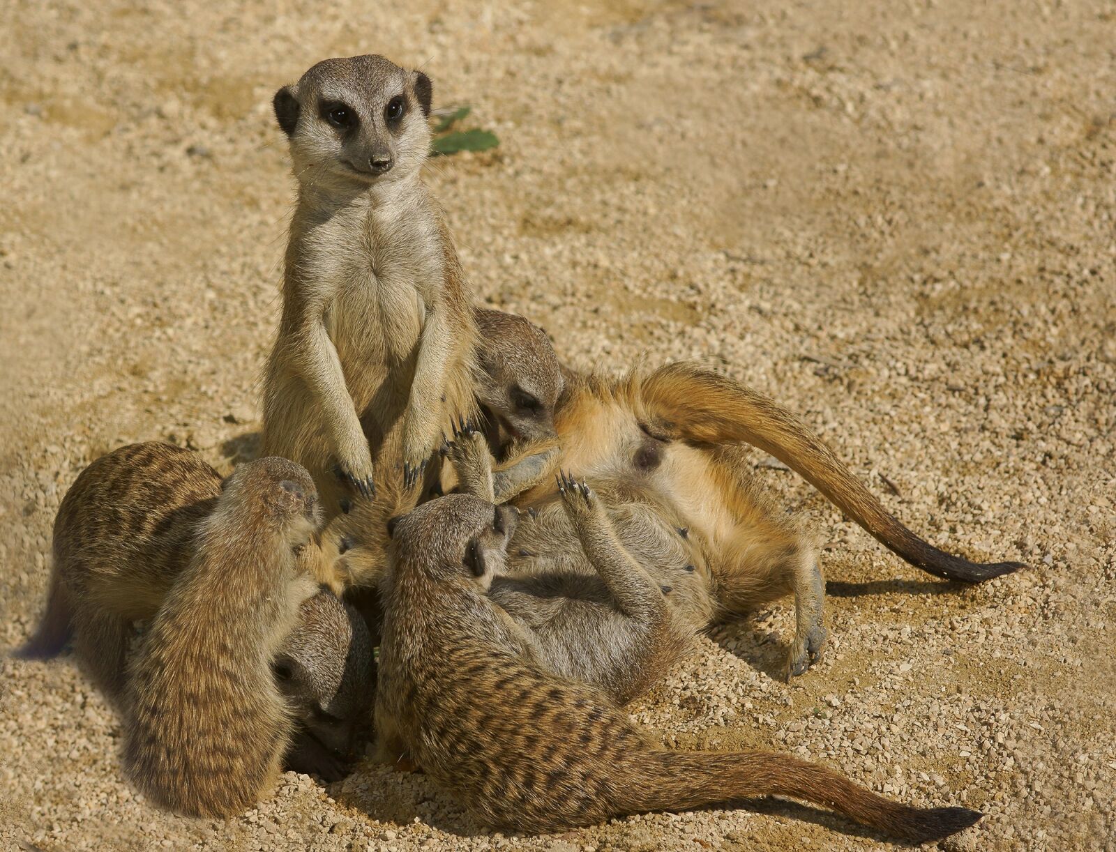 Sony SLT-A77 sample photo. Meerkat, family, zoo photography
