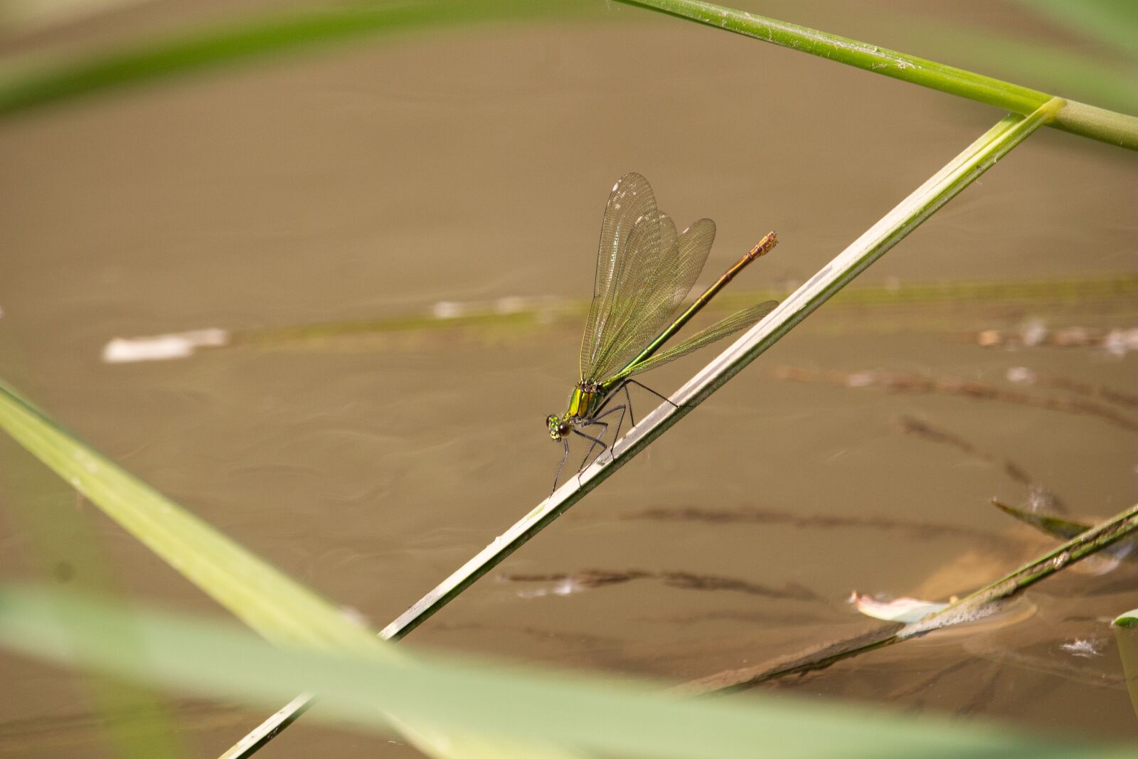 Canon EOS 100D (EOS Rebel SL1 / EOS Kiss X7) sample photo. Dragonfly, macro, nature photography