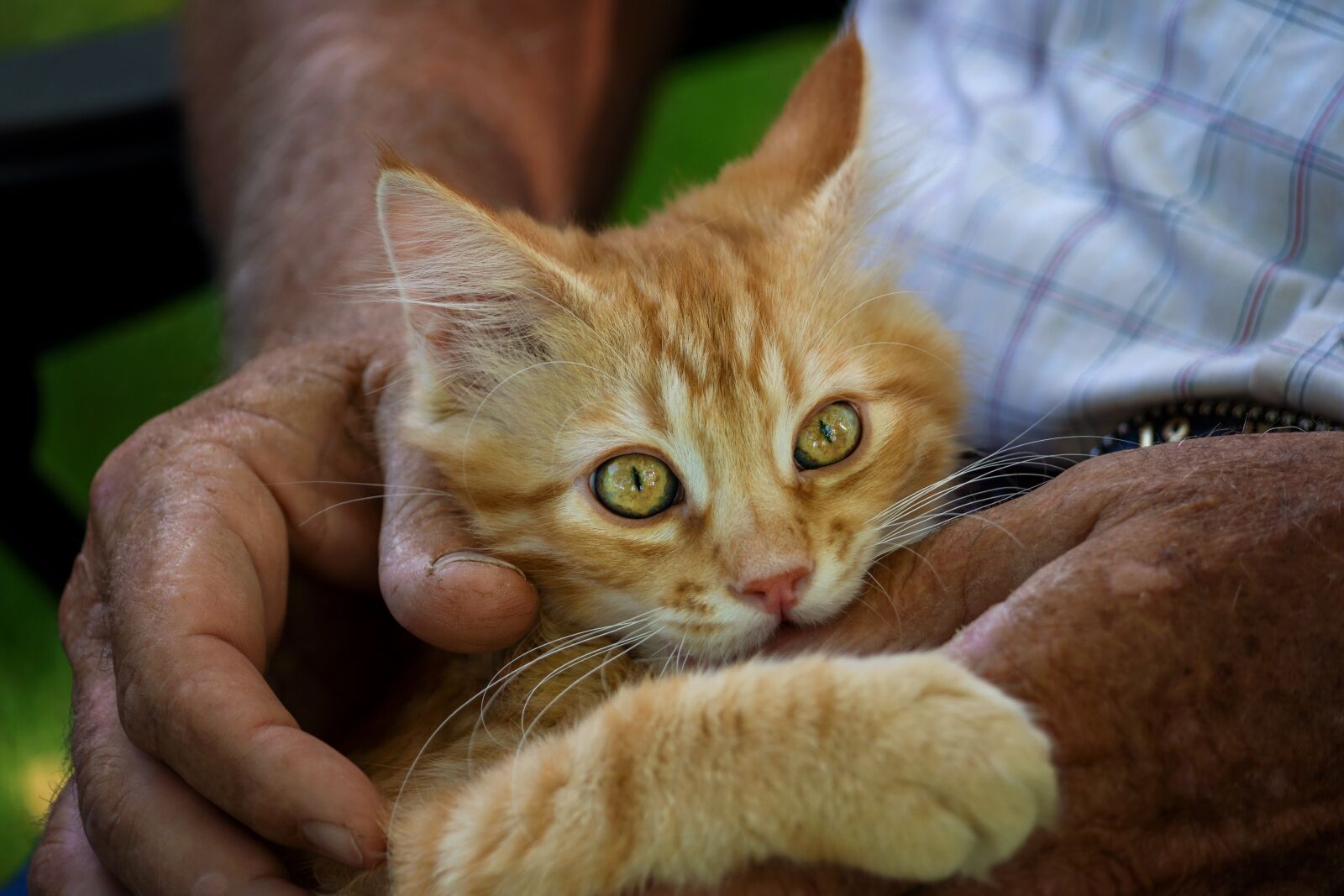 Nikon D7200 sample photo. Cute, cat, animal photography