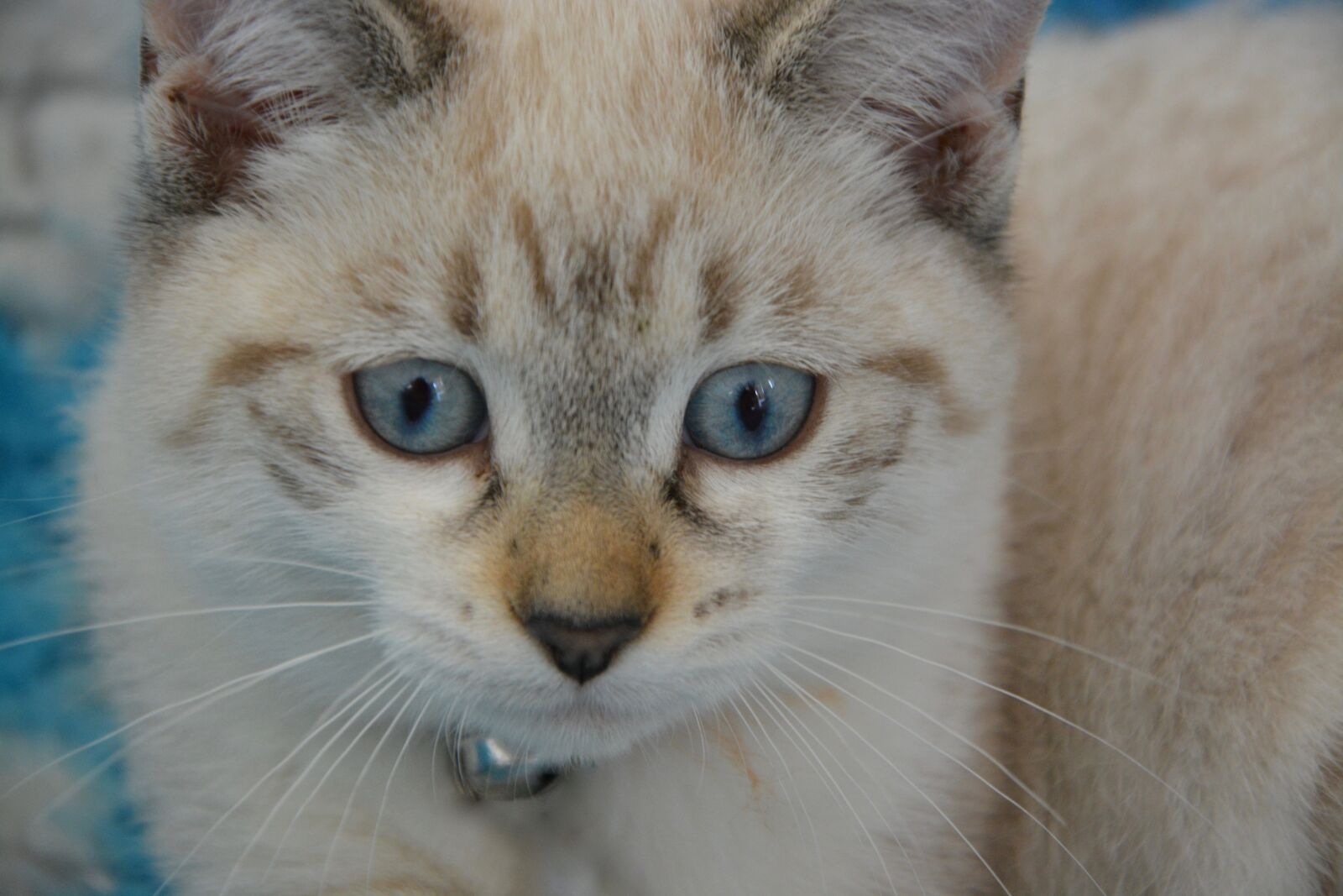 Nikon D5200 sample photo. Kitten, cat, eye of photography