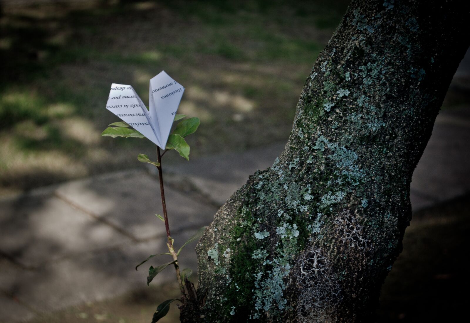 Nikon D5100 sample photo. Aircraft, paper, tree photography