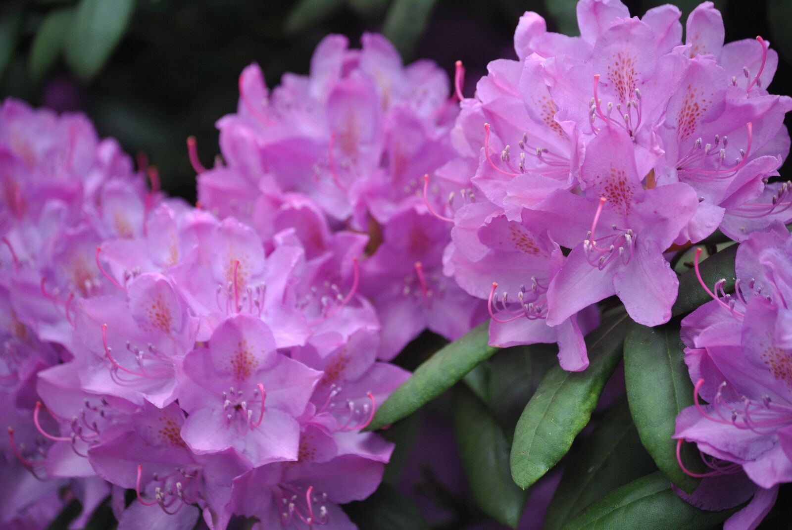 Nikon D3000 sample photo. Flowers, rhododendron, bush photography
