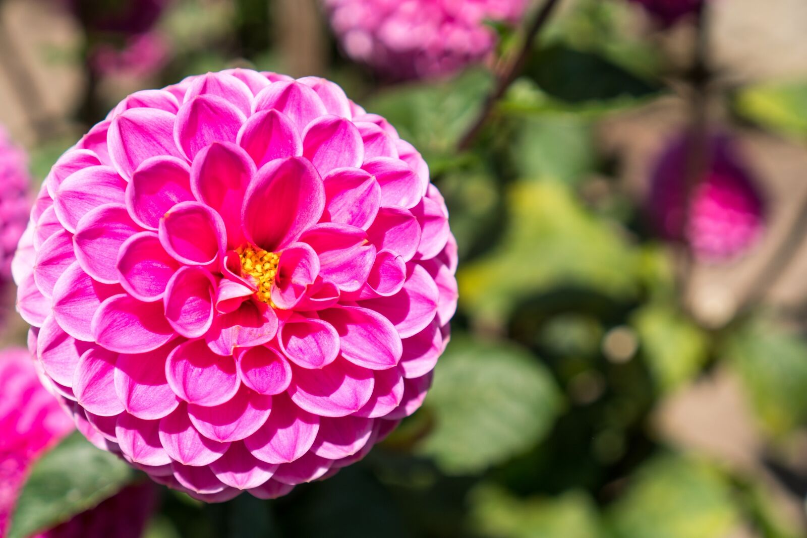 Sony E 35mm F1.8 OSS sample photo. Dahlia, flower, bloom photography