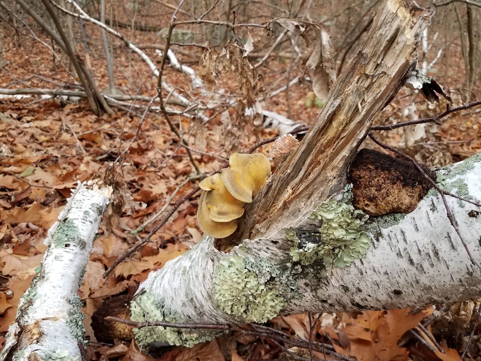 Samsung Galaxy S7 sample photo. Mushroom, tree, forest photography