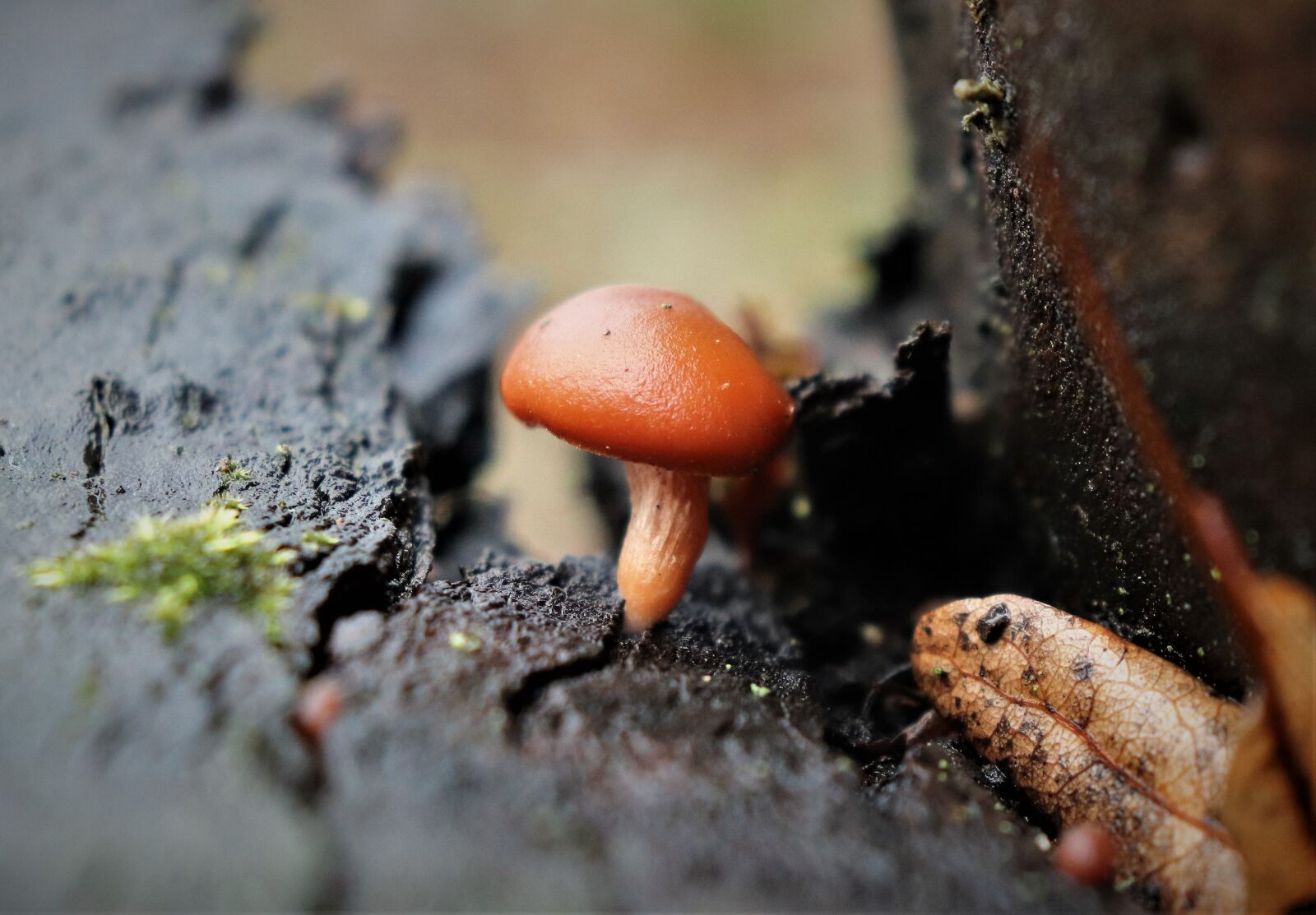 Canon EOS 200D (EOS Rebel SL2 / EOS Kiss X9) sample photo. Forest, fungus, nature photography