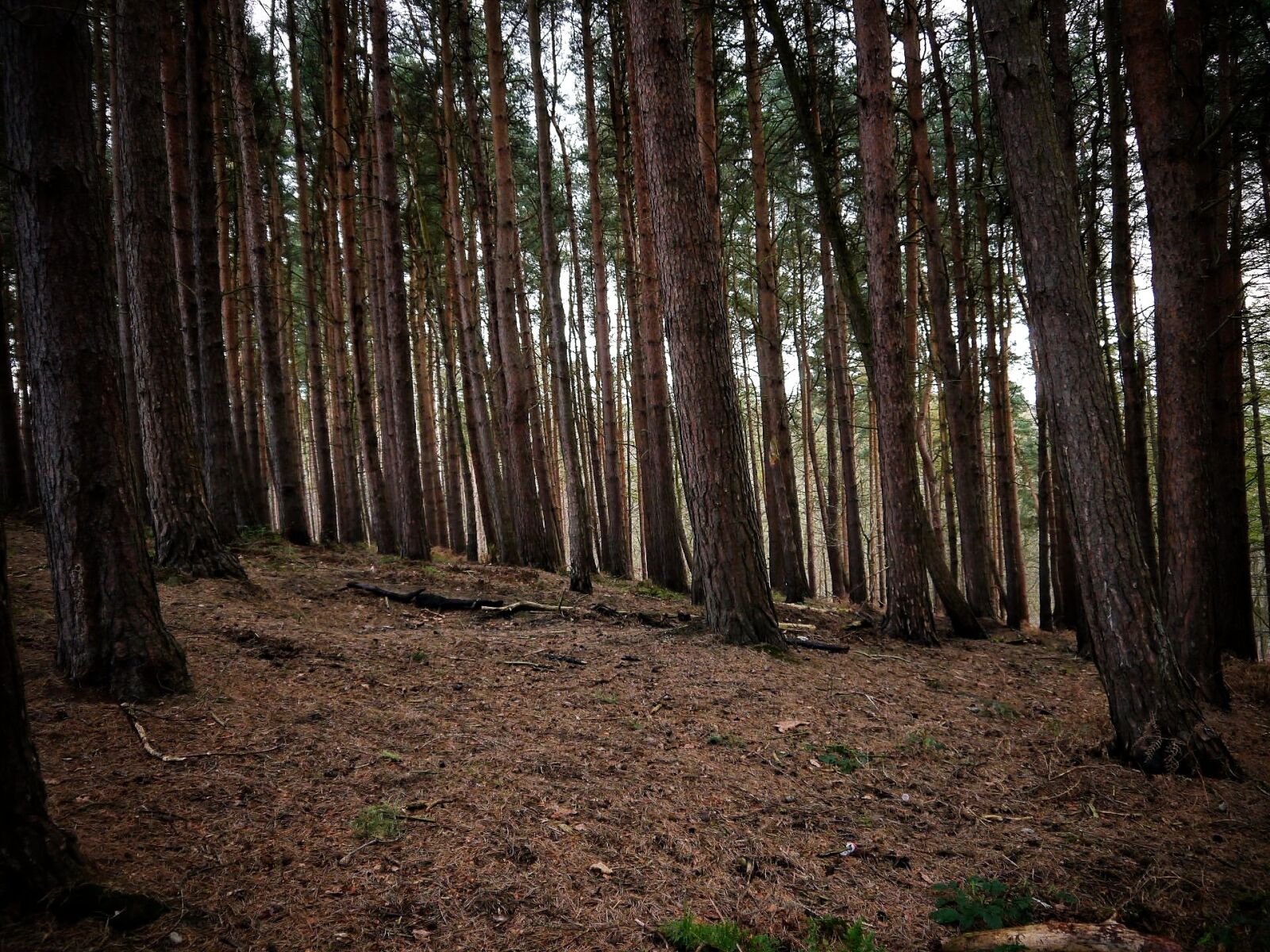 Panasonic Lumix DMC-G5 sample photo. Forest, trees, ground photography