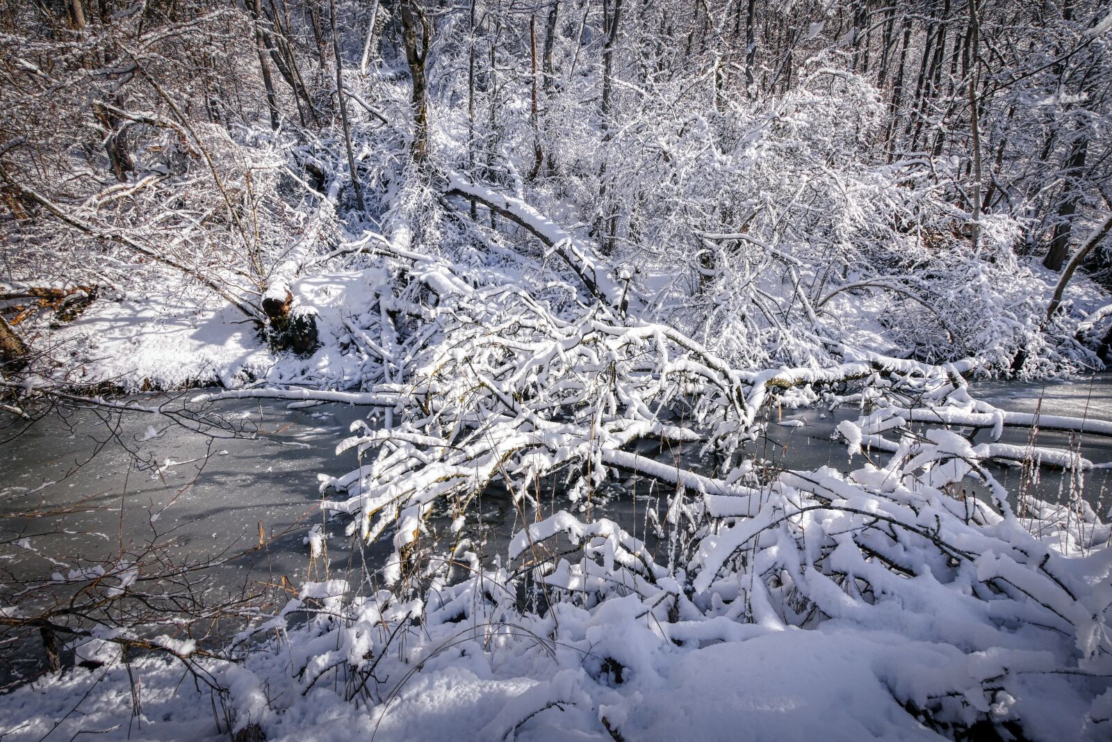 Panasonic Lumix DMC-GX8 sample photo. Winter, snow, nature photography