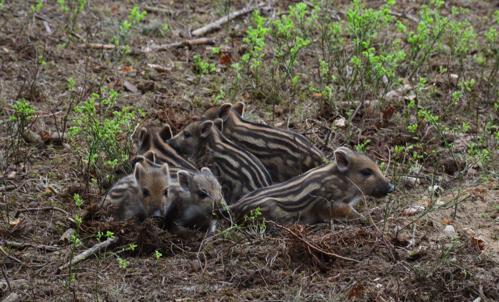 Nikon D3200 sample photo. Wild boar, piglet, piggy photography
