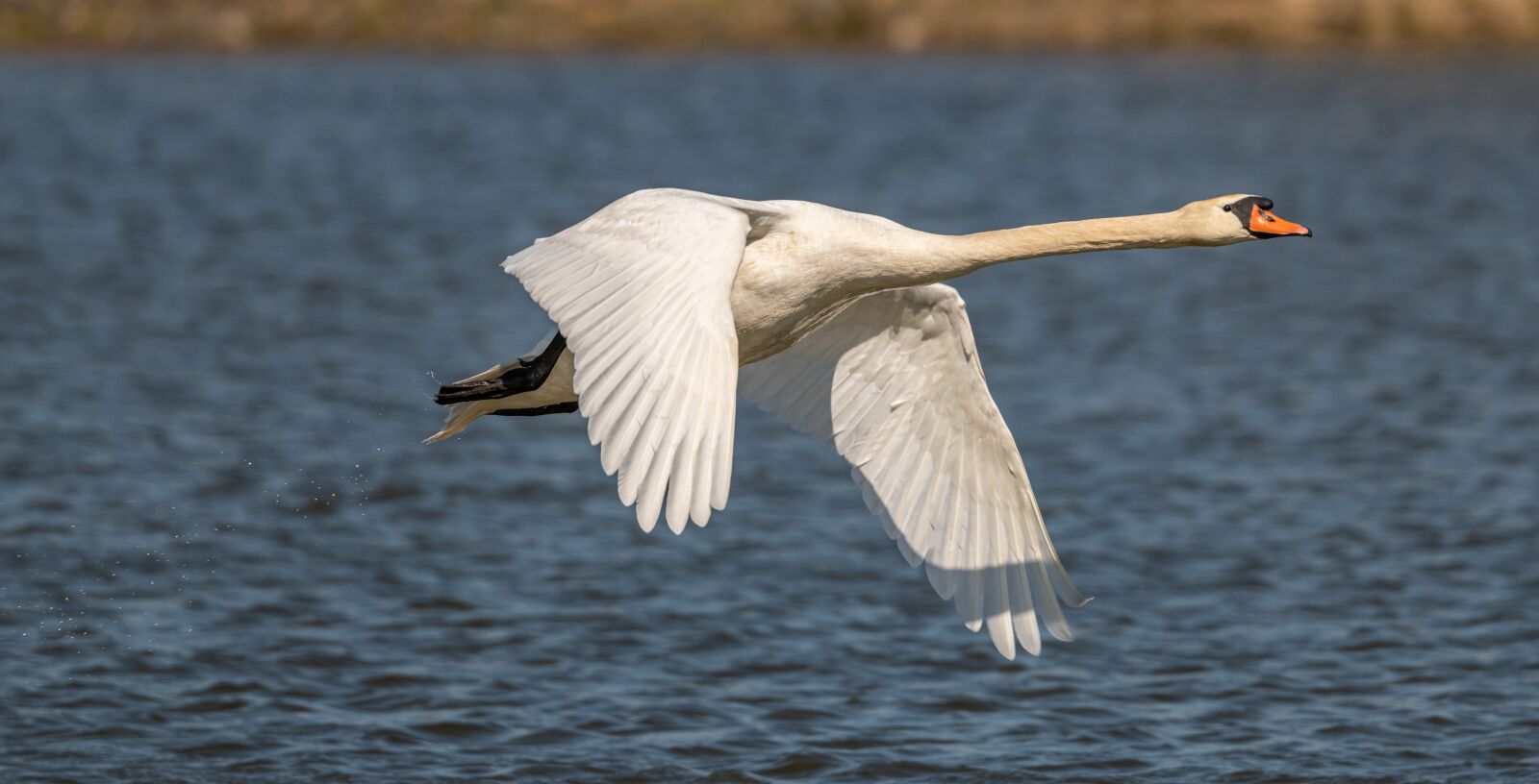 Nikon D850 sample photo. Swan, bird, flight photography