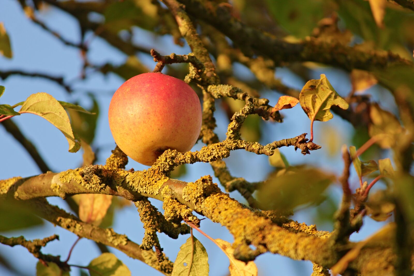 Canon EOS 1100D (EOS Rebel T3 / EOS Kiss X50) sample photo. Apple, apple tree, branches photography
