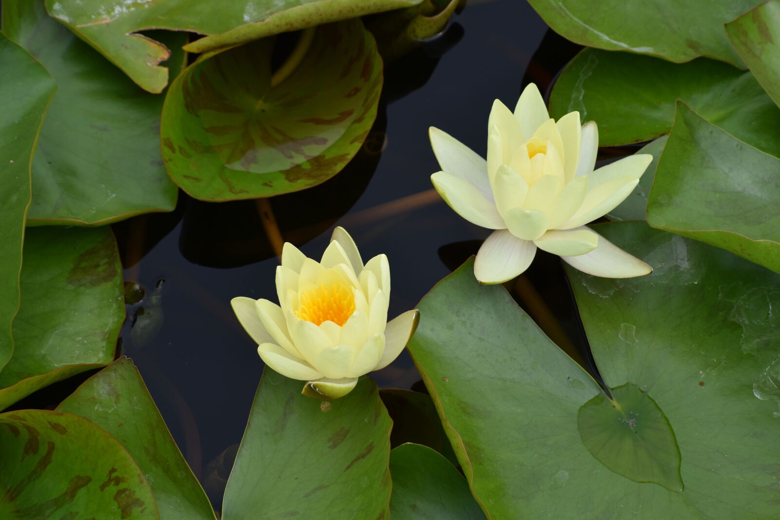 Nikon D3500 sample photo. Flowers, spring, flora photography