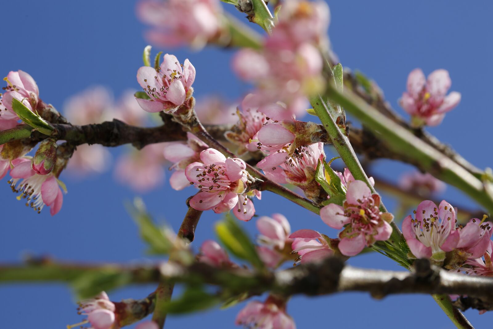 Canon EF 100mm F2.8L Macro IS USM sample photo. Spring, sprout, engine photography