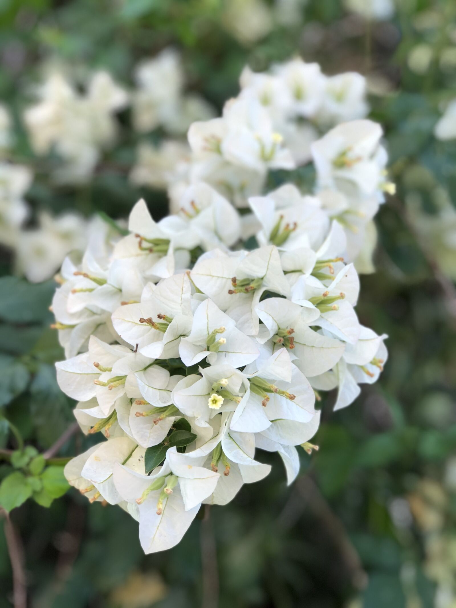 iPhone 8 Plus back dual camera 6.6mm f/2.8 sample photo. Spring, flowers photography