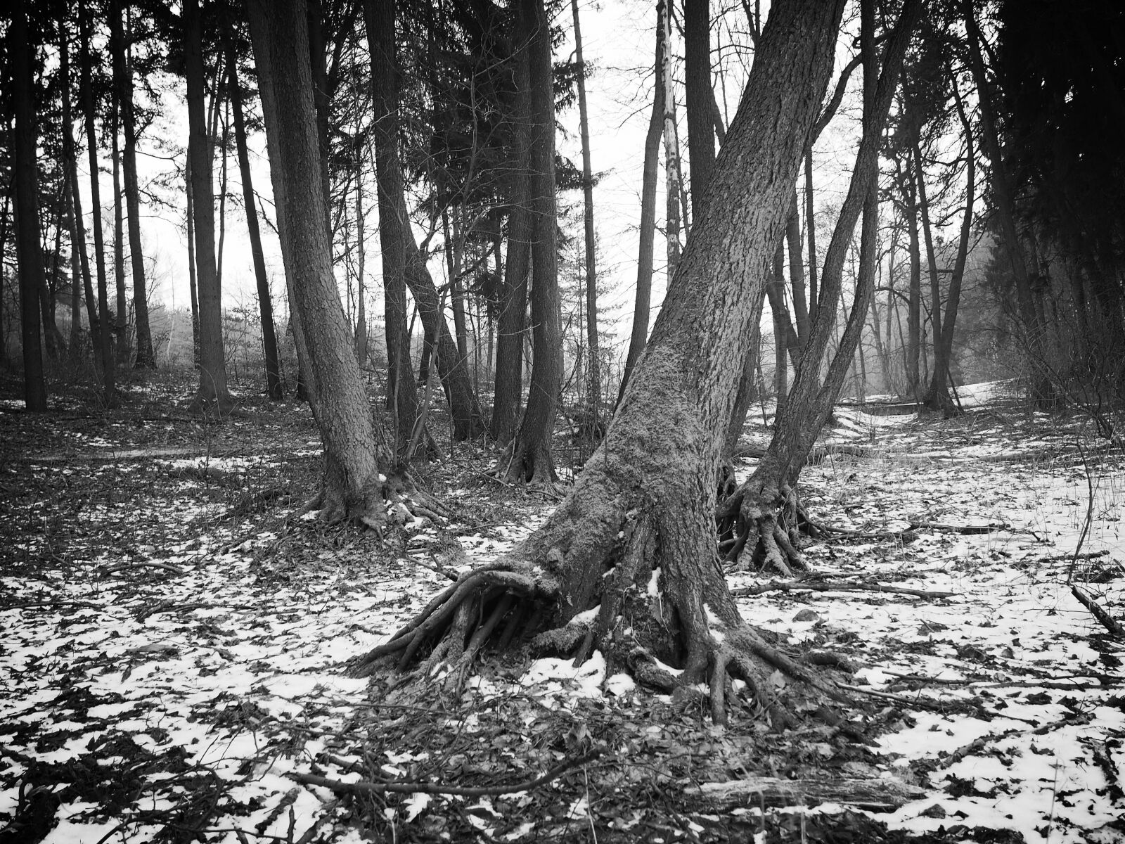 Olympus PEN E-PL6 sample photo. Winter, forest, snow photography