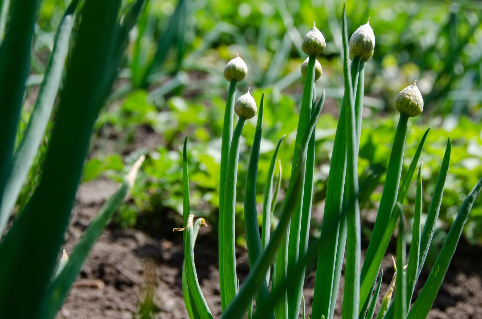 Nikon D7000 sample photo. Herb garden, onions, bud photography