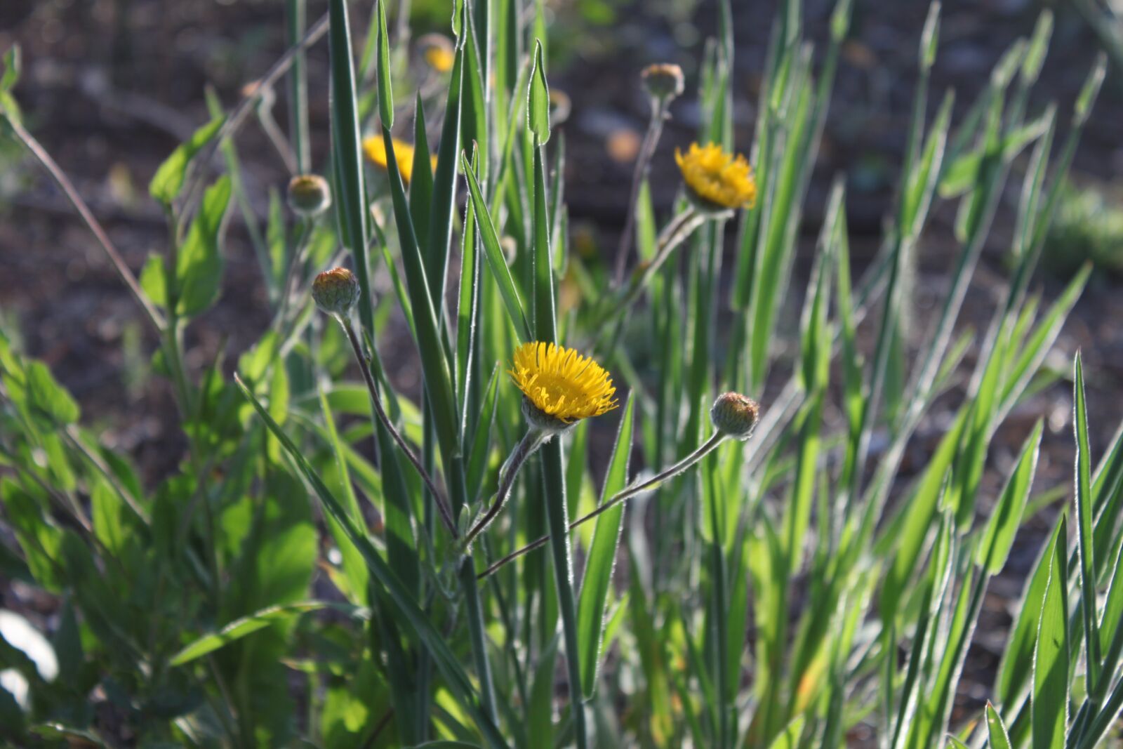 Canon EOS 500D (EOS Rebel T1i / EOS Kiss X3) sample photo. Flower, yellow, nature photography