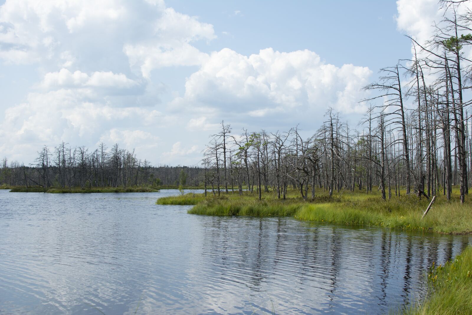 Nikon D5200 sample photo. Swamp, nature, landscape photography