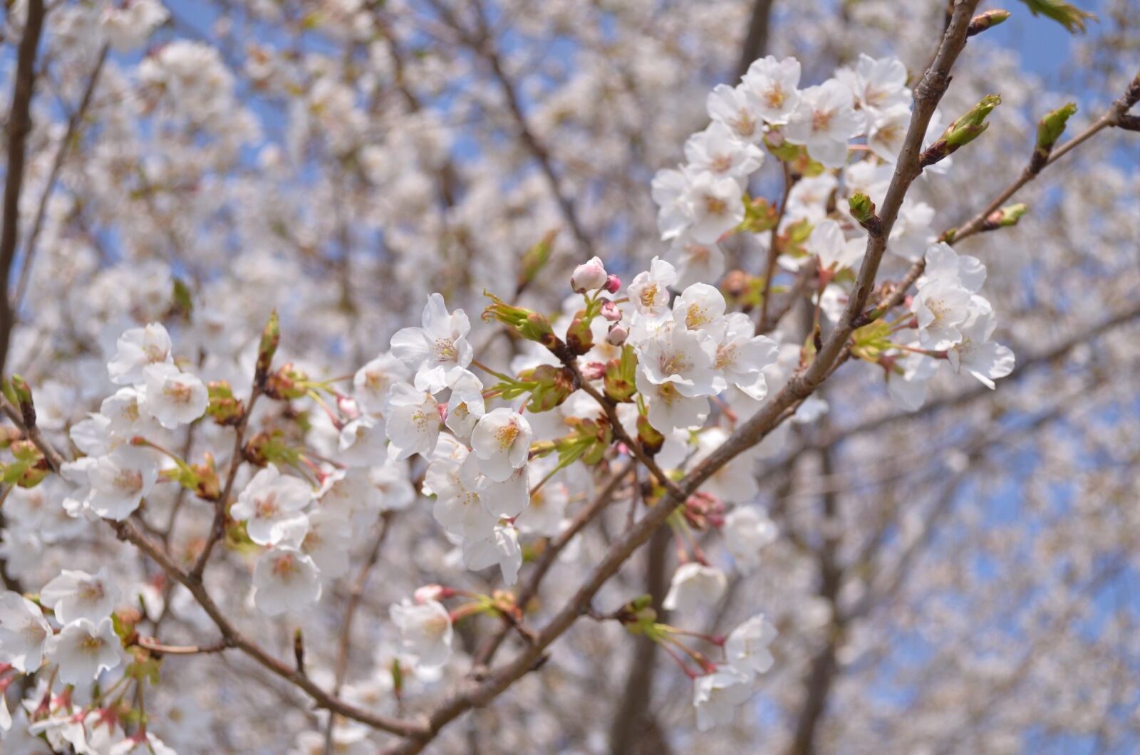 Nikon D5100 sample photo. Cherry blossoms, japan, flowers photography