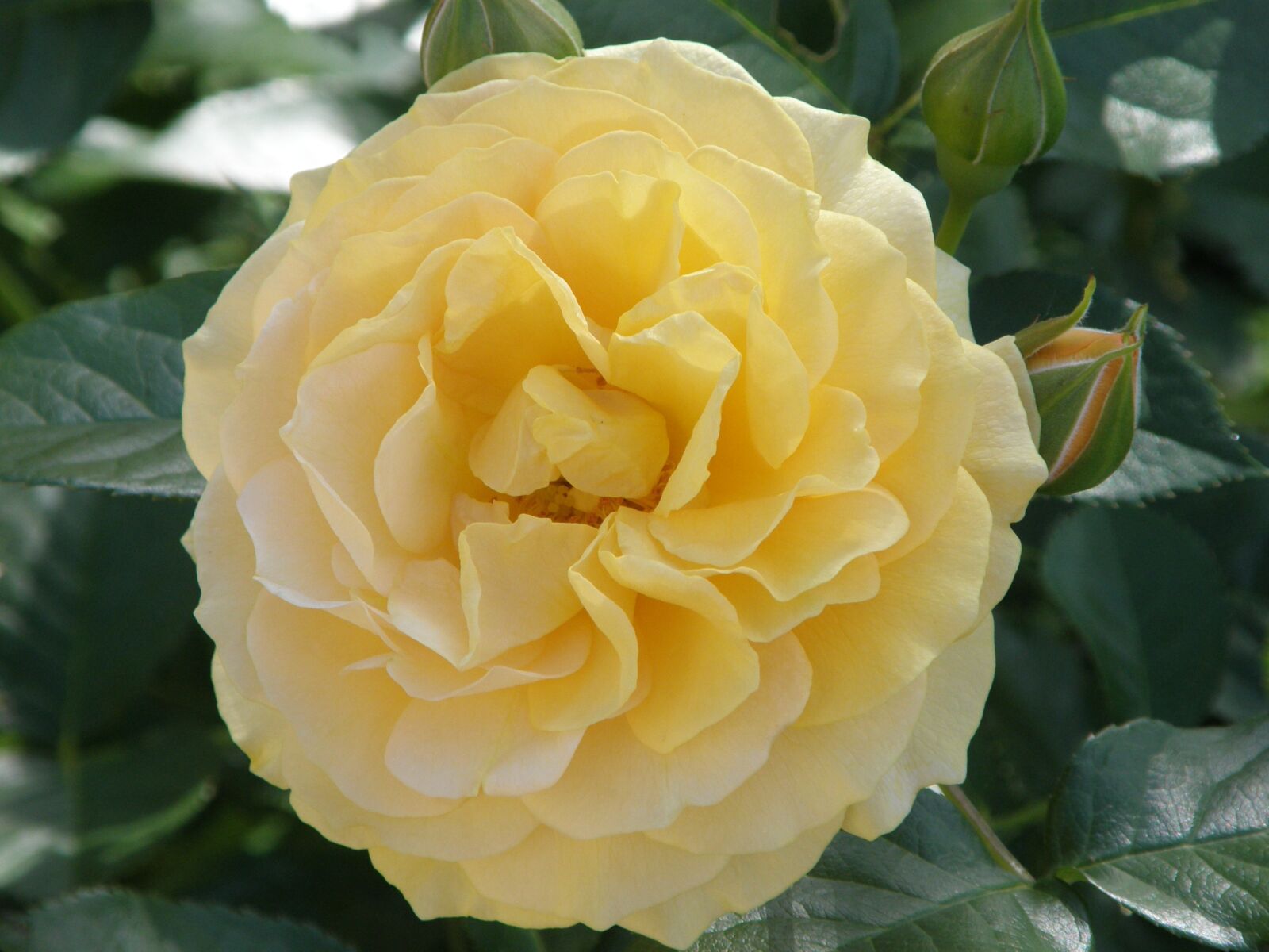 Olympus SP550UZ sample photo. Rose, yellow, flower photography