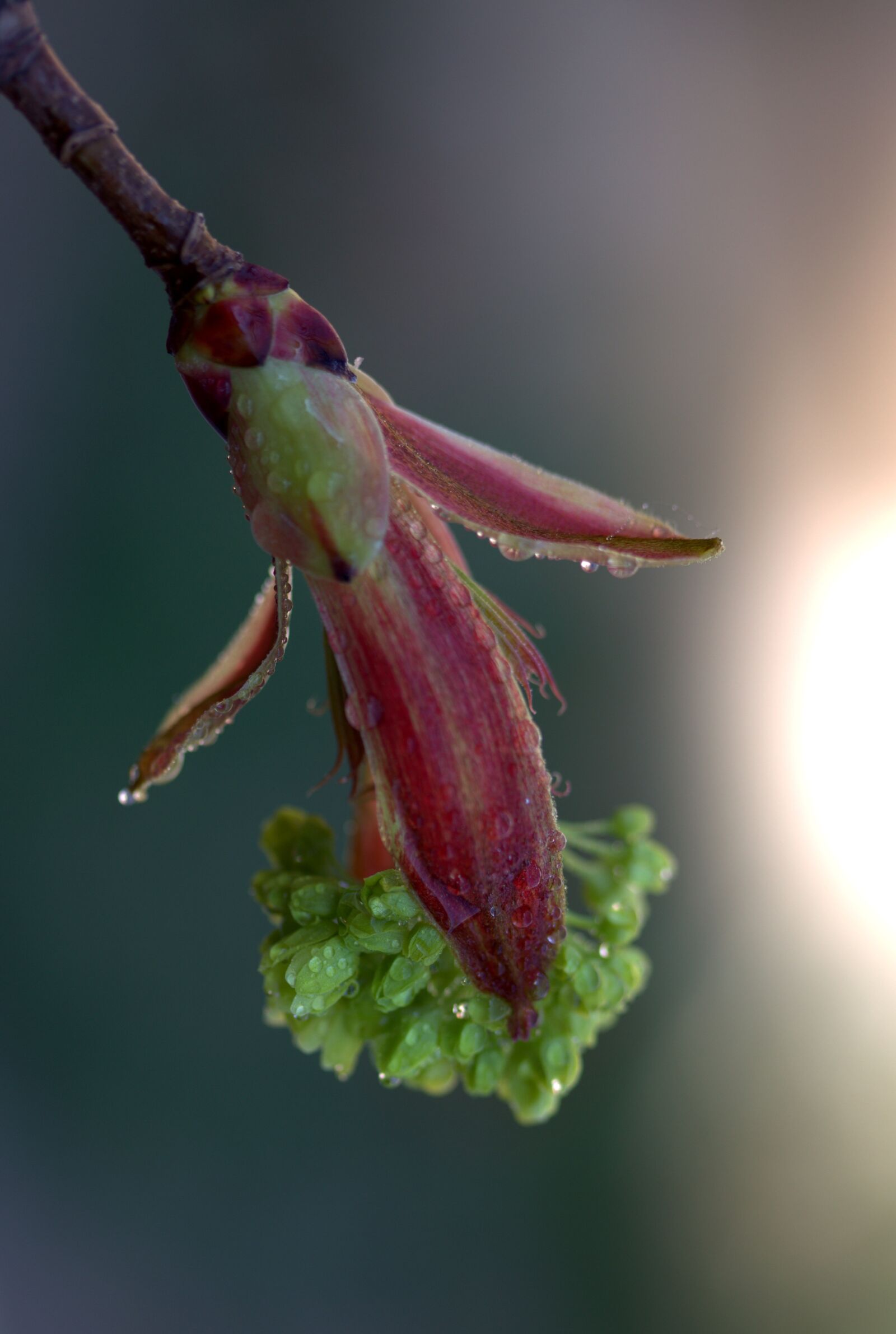 Canon EOS 700D (EOS Rebel T5i / EOS Kiss X7i) sample photo. Flower, green, rain photography