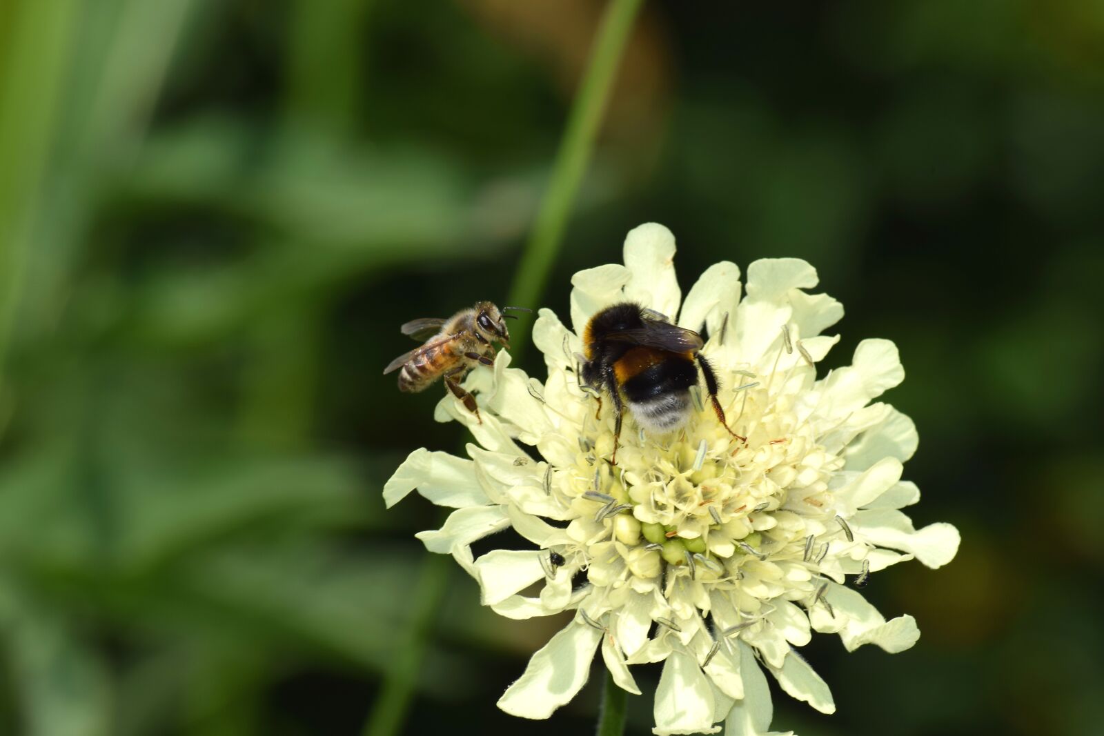 Nikon D5300 sample photo. Hummel, biene, honigbiene photography