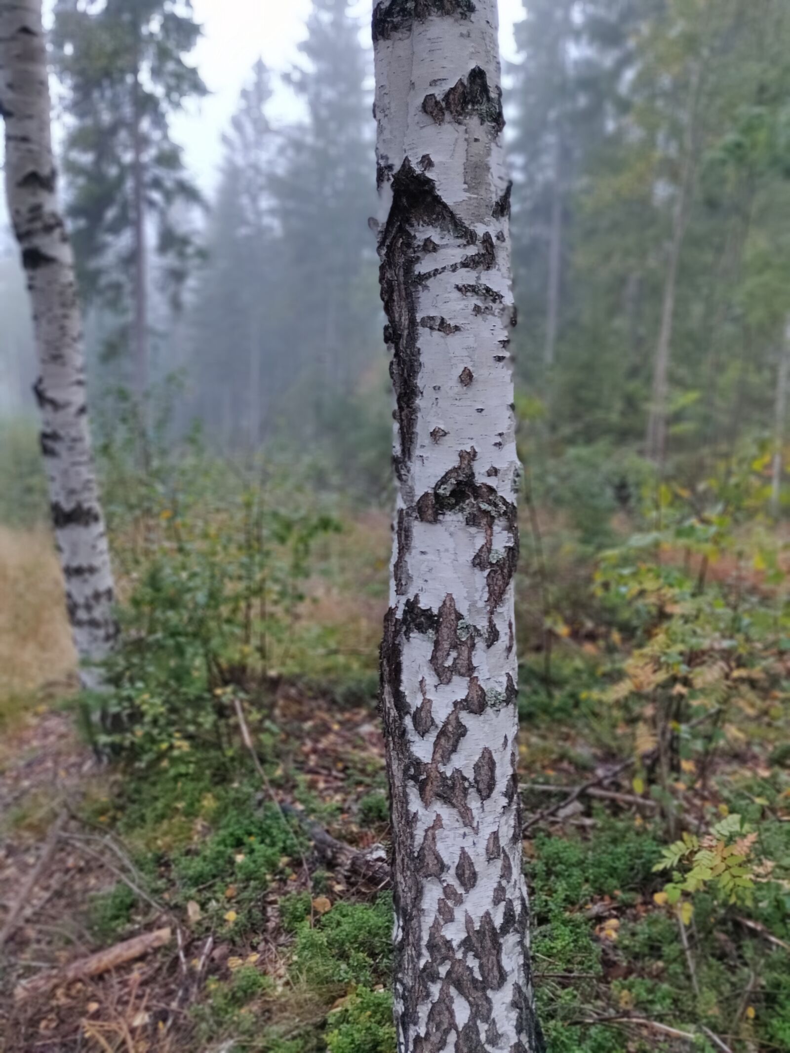 OnePlus 6 sample photo. Birch, tree, landscape photography