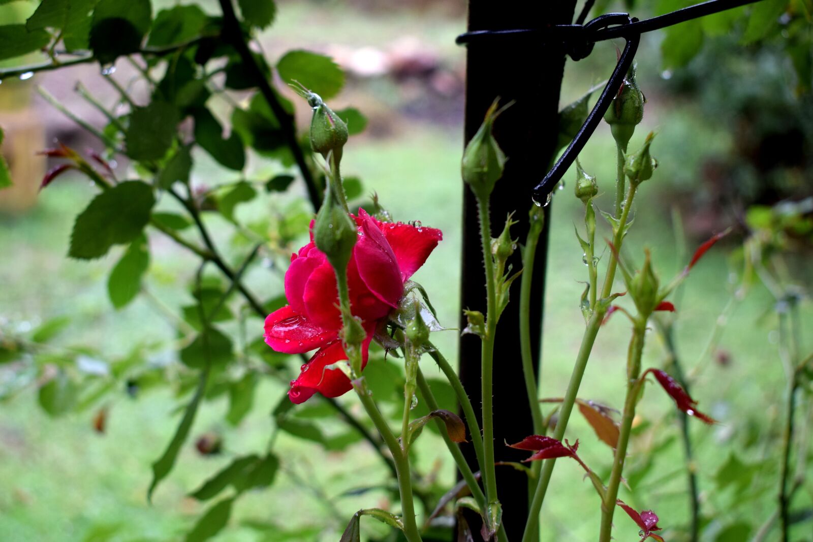 Nikon D3300 sample photo. Flower, rose, nature photography