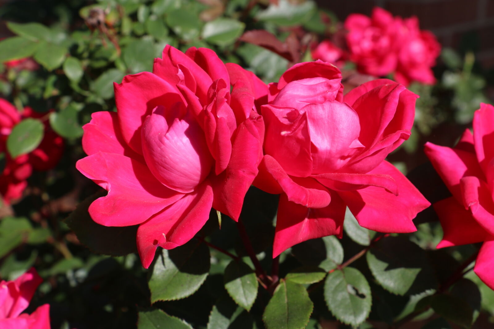 Canon EOS 70D sample photo. Flowers, pink, rose, garden photography