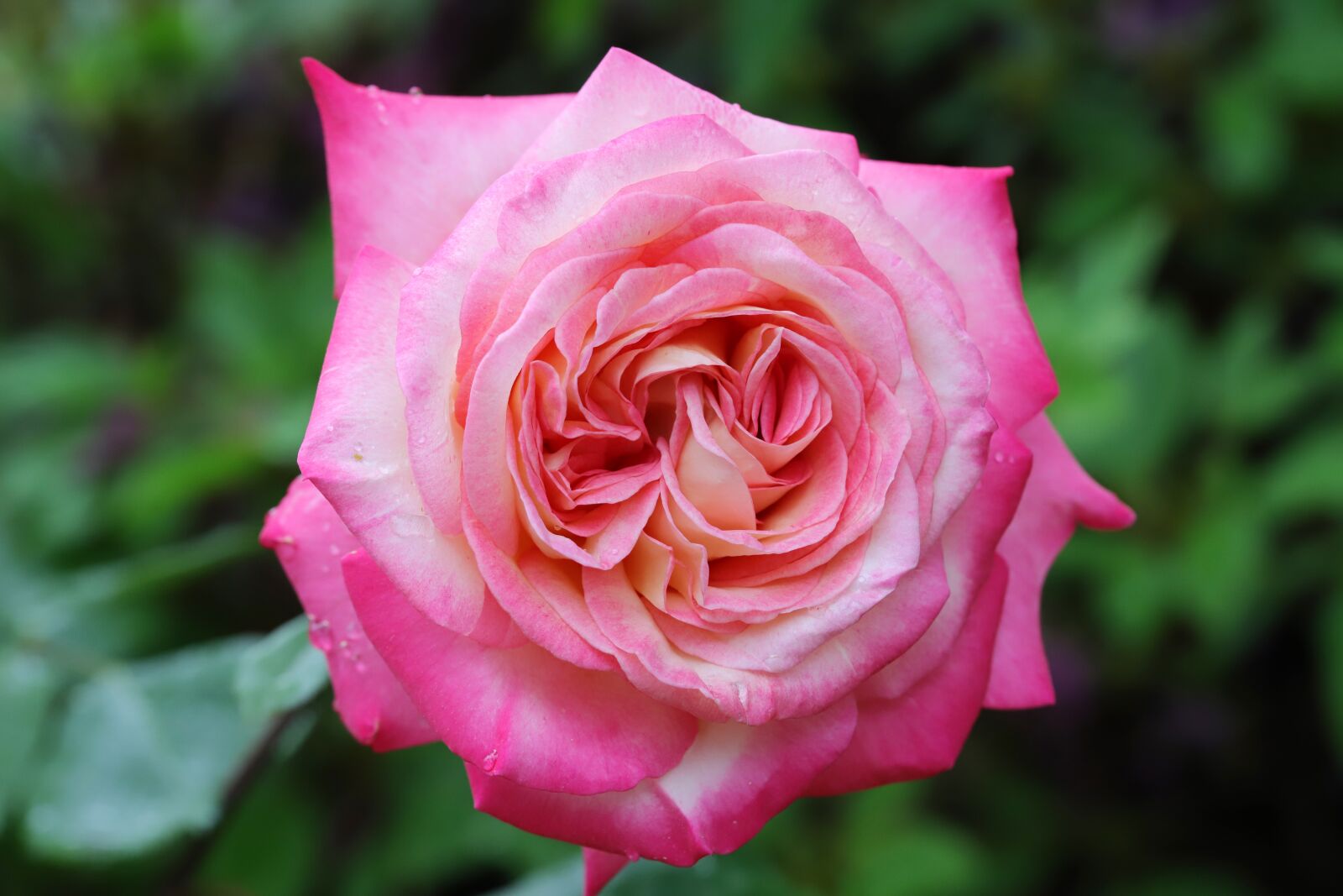 Canon EOS 6D Mark II sample photo. Rose, flowers, nature photography