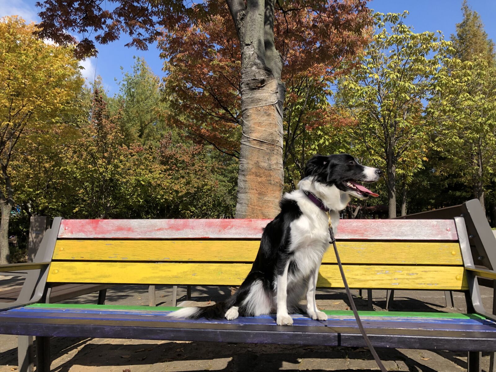 iPhone X back dual camera 4mm f/1.8 sample photo. 조이, 보드콜리, 강아지 photography