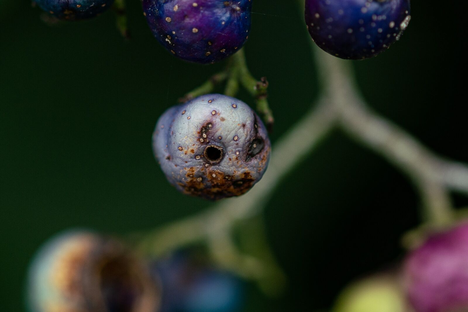 105mm F2.8 sample photo. Plants, monster, nature photography