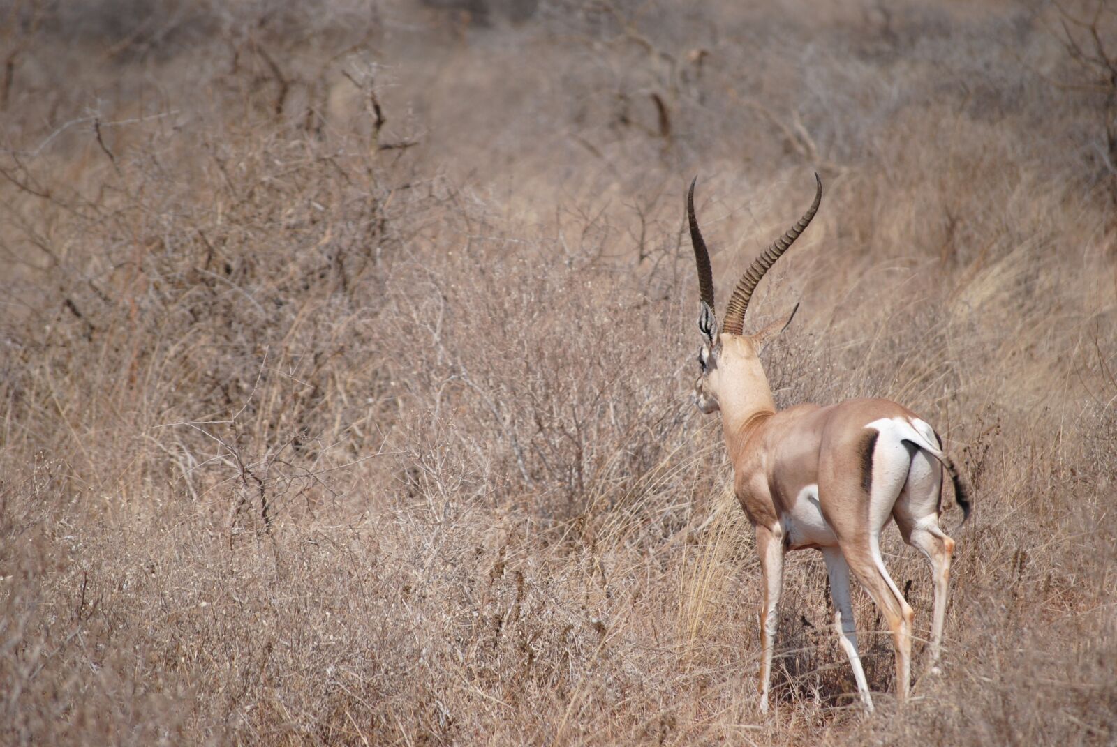 Nikon D3000 sample photo. Kenya, africa, safari photography