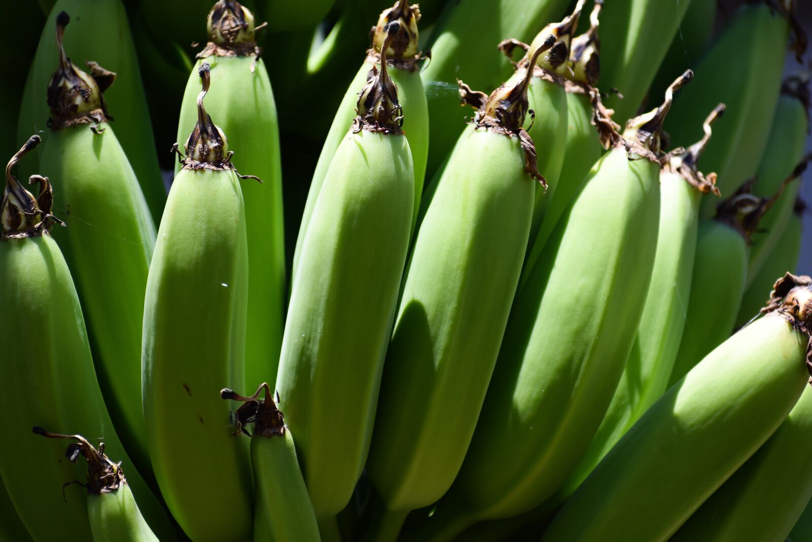 Nikon D3300 sample photo. Banana, unripe, fruit photography