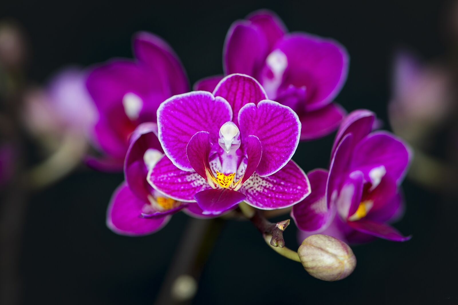 Nikon D3S sample photo. Flower, orchid, floral photography