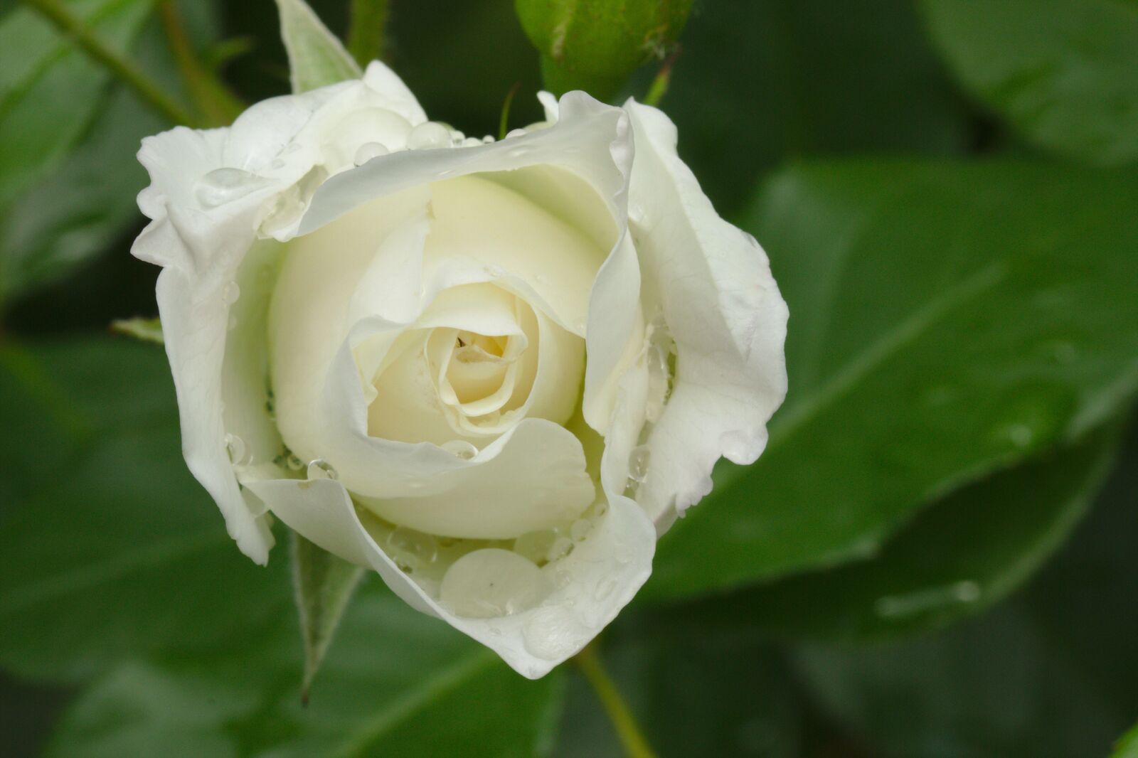 Canon EOS 600D (Rebel EOS T3i / EOS Kiss X5) sample photo. Rose, white, nature photography