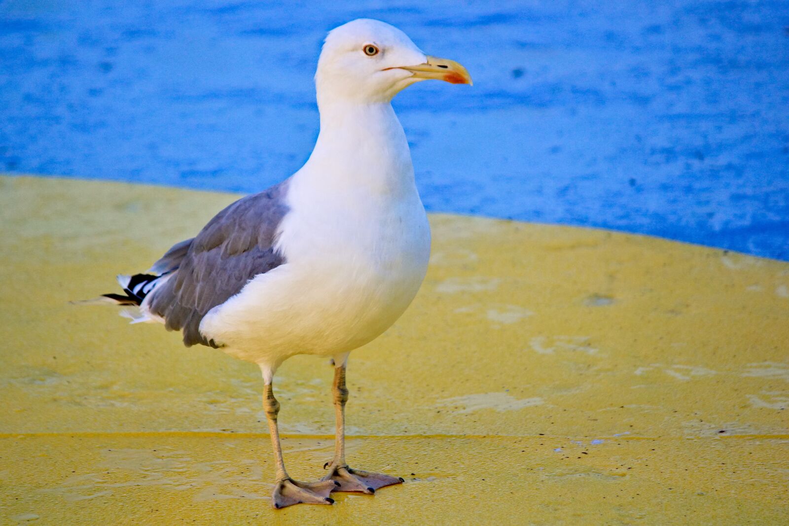 Canon EOS 550D (EOS Rebel T2i / EOS Kiss X4) sample photo. The seagull, marine, bird photography