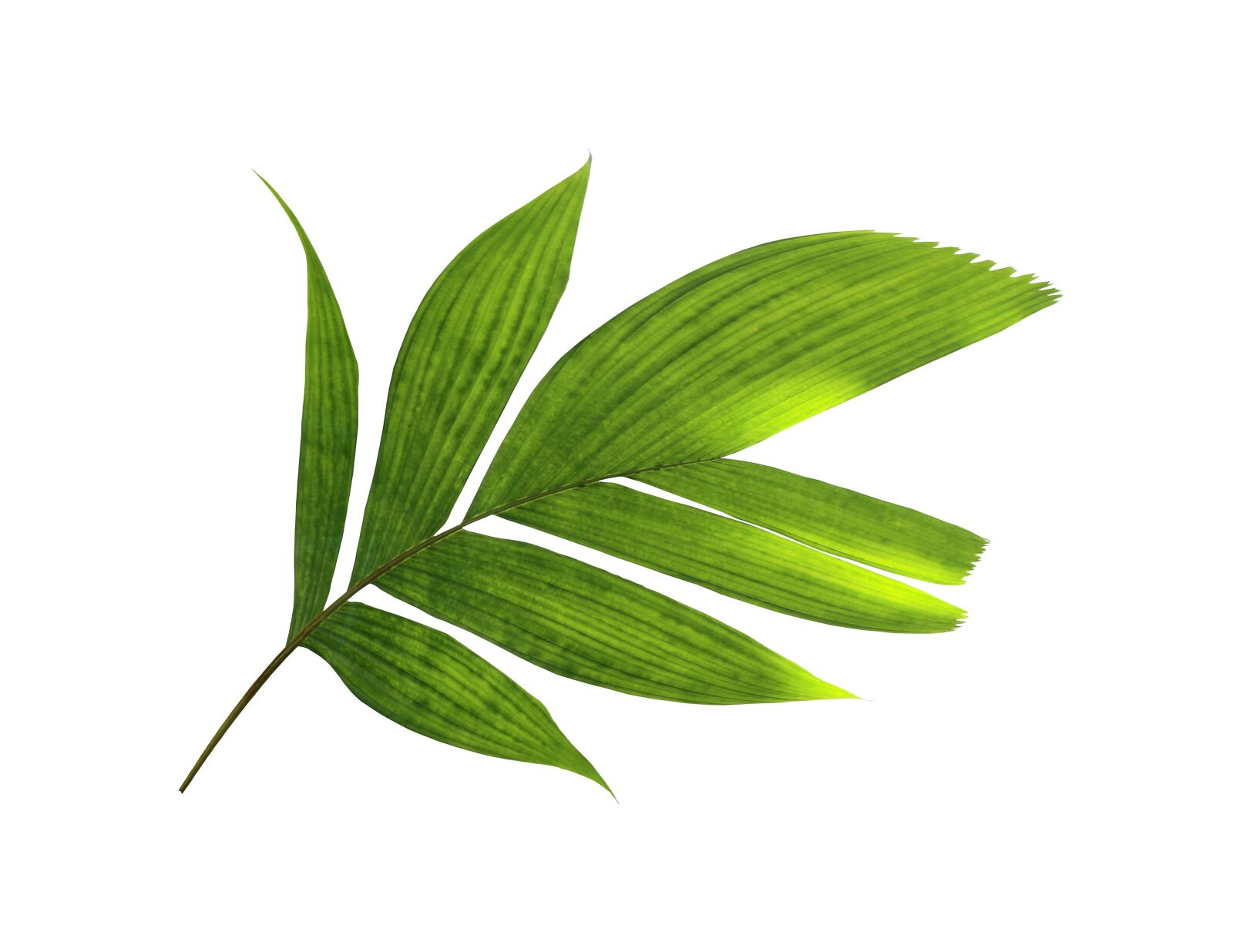 Canon EOS 700D (EOS Rebel T5i / EOS Kiss X7i) sample photo. Palm, leaf, green photography