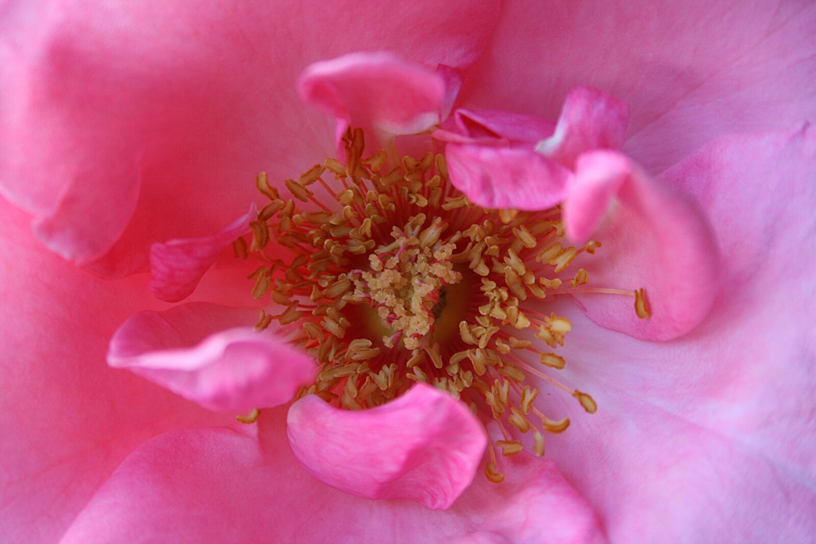 Canon EOS 400D (EOS Digital Rebel XTi / EOS Kiss Digital X) sample photo. Rose, blossom, bloom photography