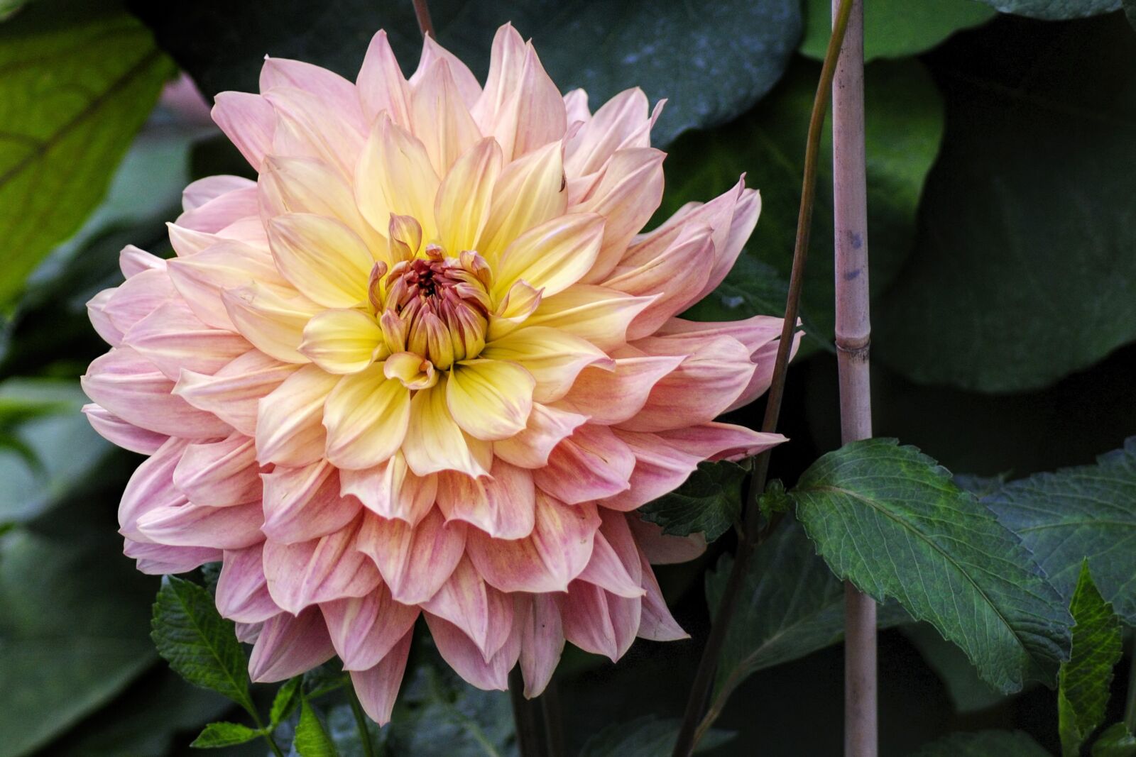 Nikon D3000 sample photo. Dahlia, flamed, autumn photography