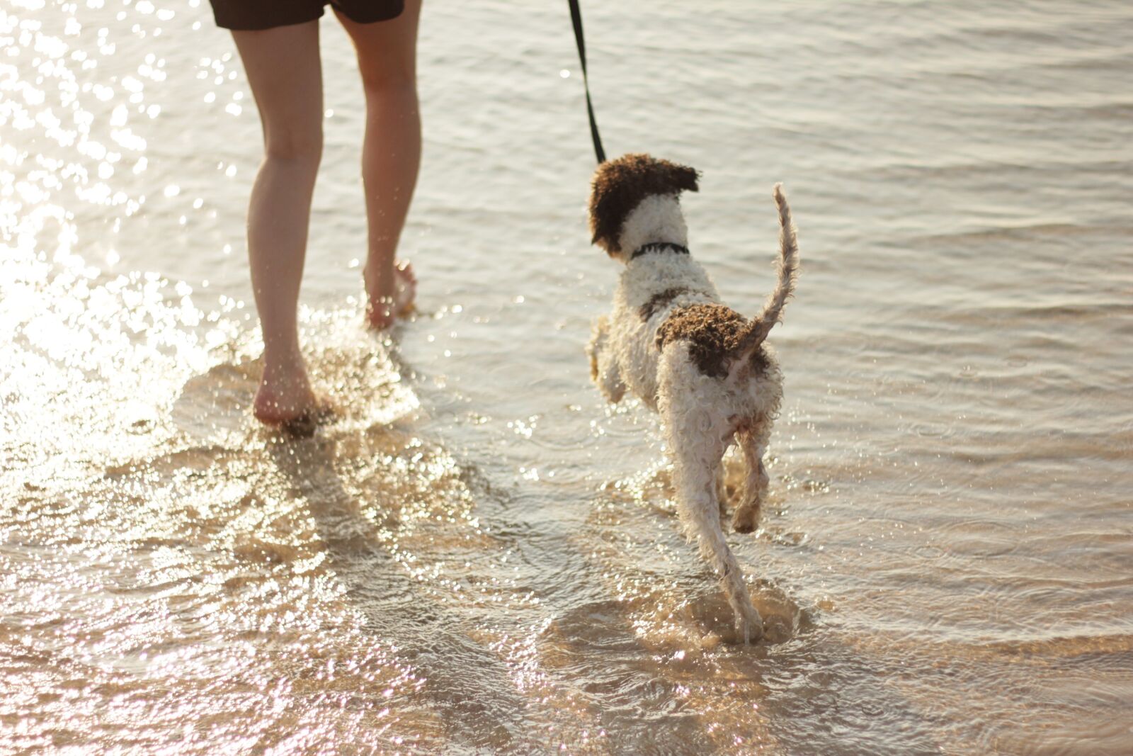 Canon EOS 550D (EOS Rebel T2i / EOS Kiss X4) sample photo. Dog, sea, legs photography