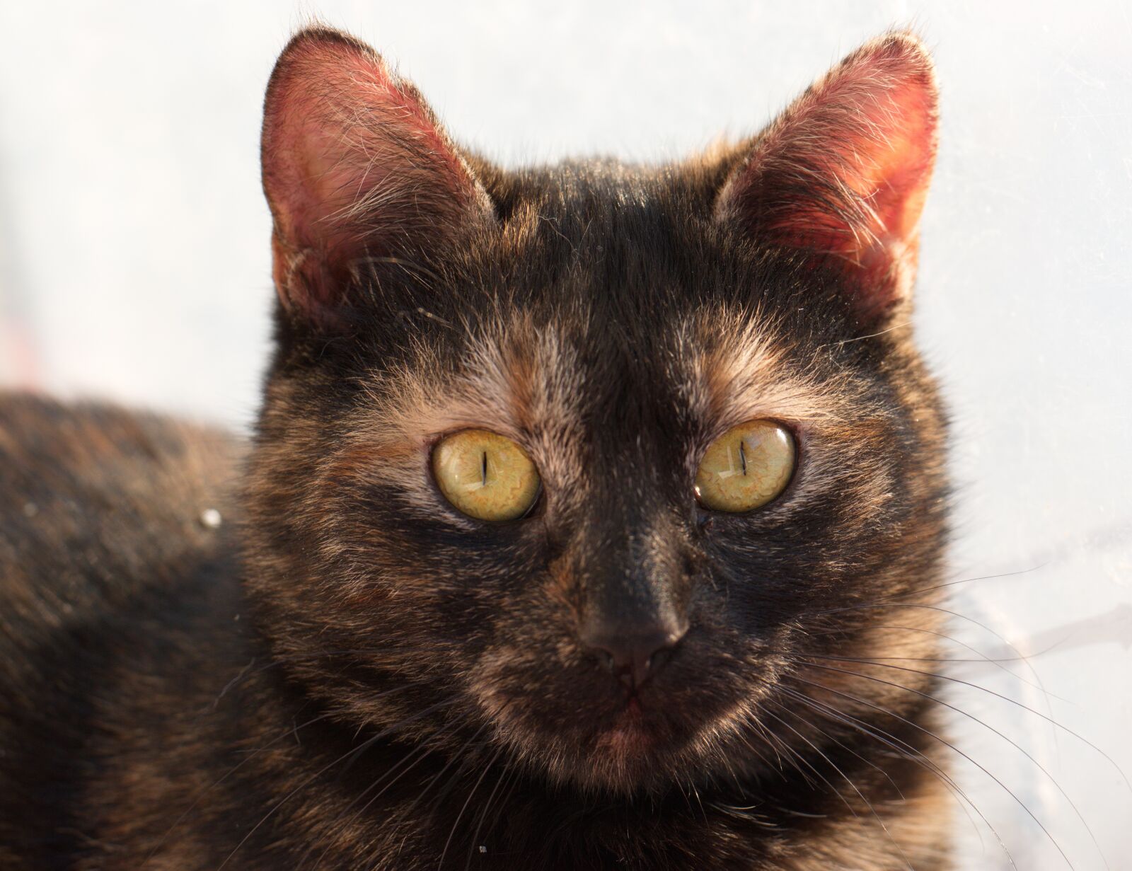 Nikon D5300 sample photo. Cat, pet, domestic photography
