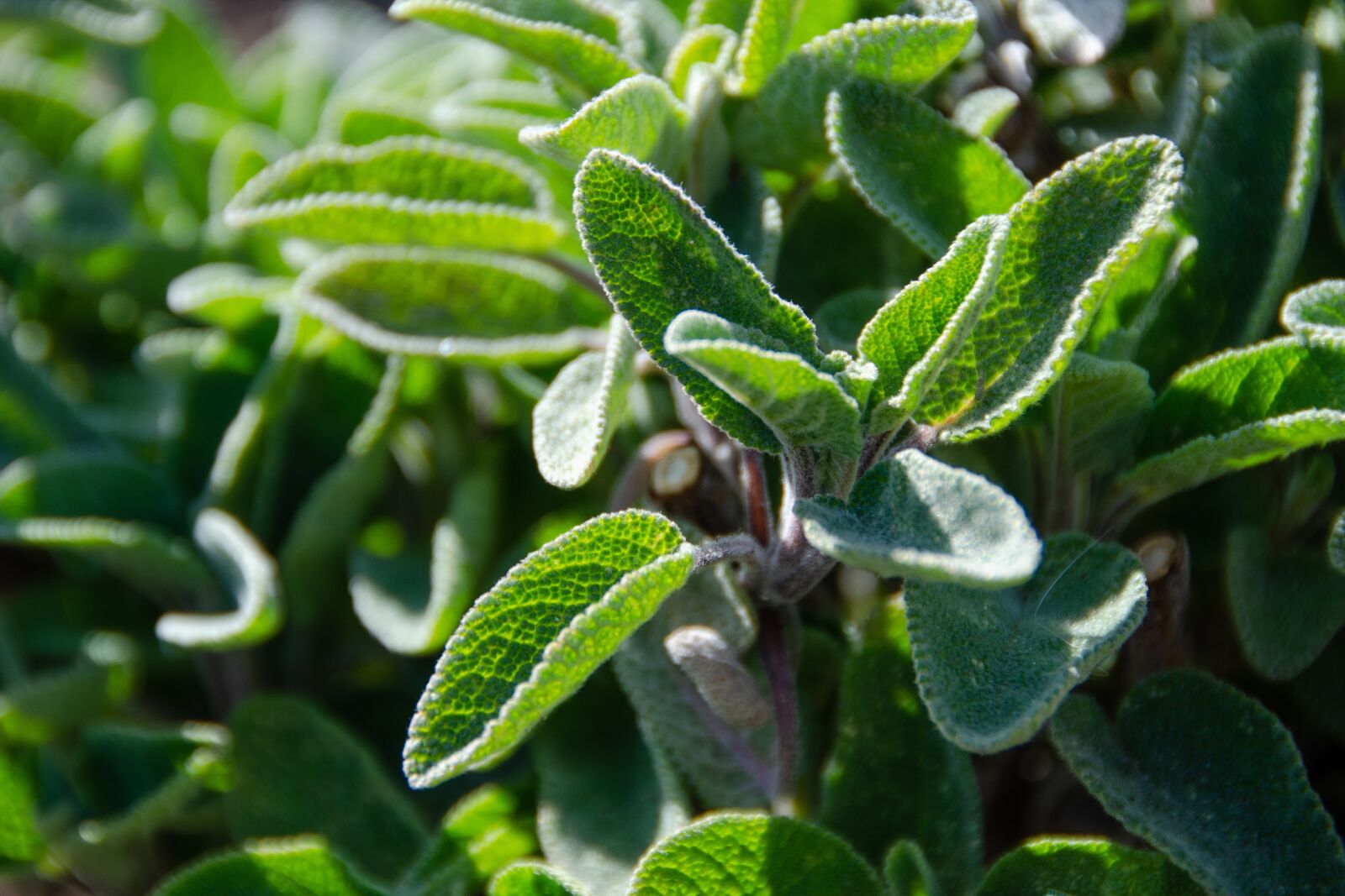 Nikon D7000 sample photo. Sage, garden sage, young photography
