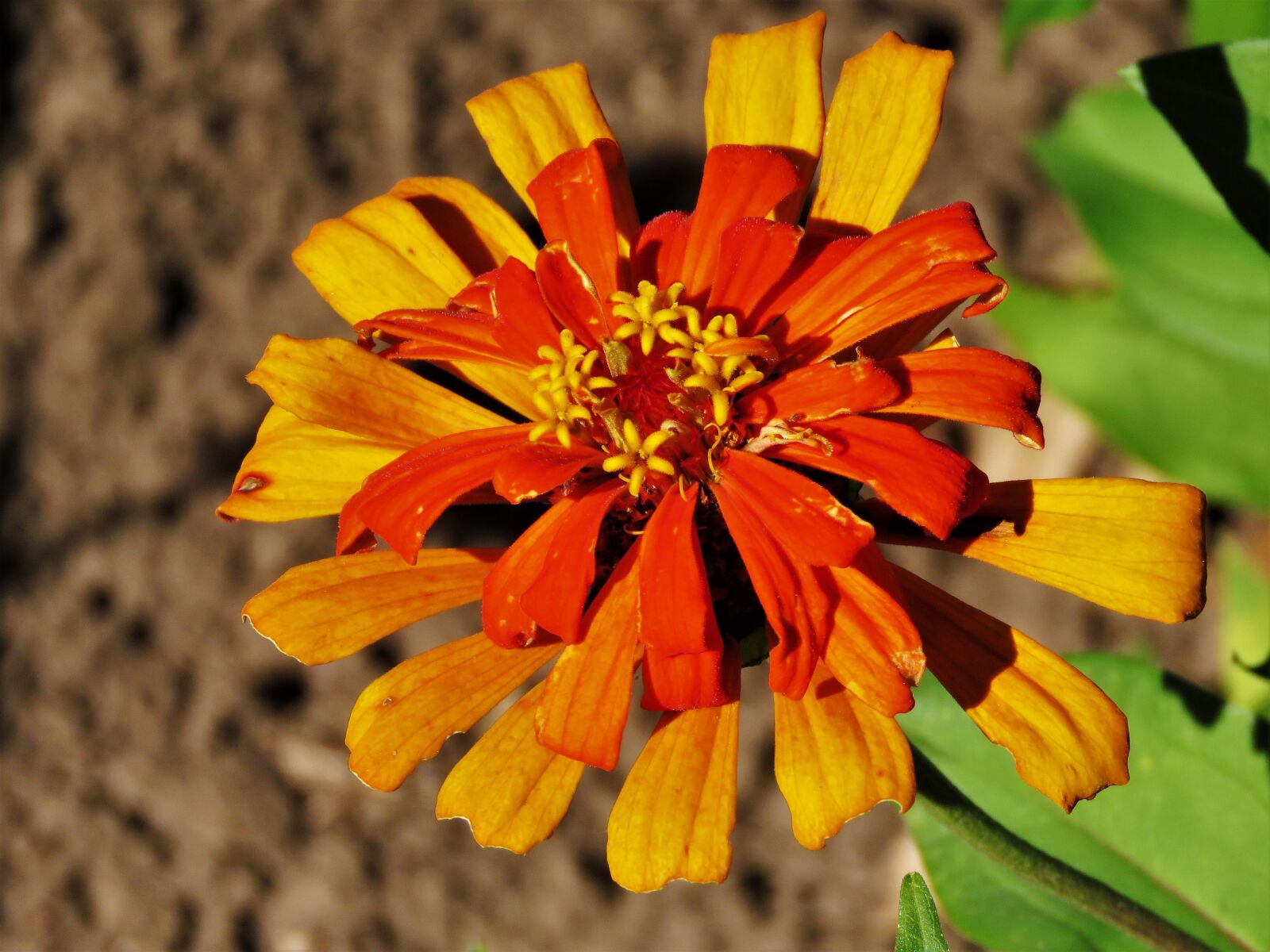 Canon PowerShot SX60 HS sample photo. Flower, orange, yellow photography