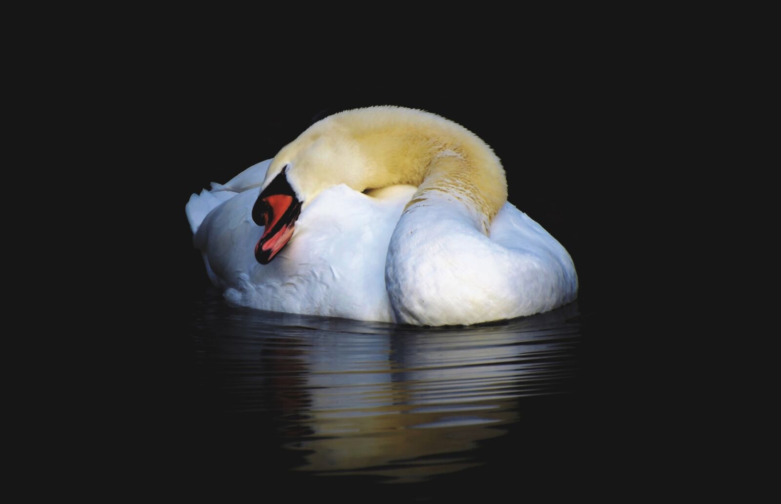 Nikon D7200 sample photo. Swan, water bird, schwimmvogel photography
