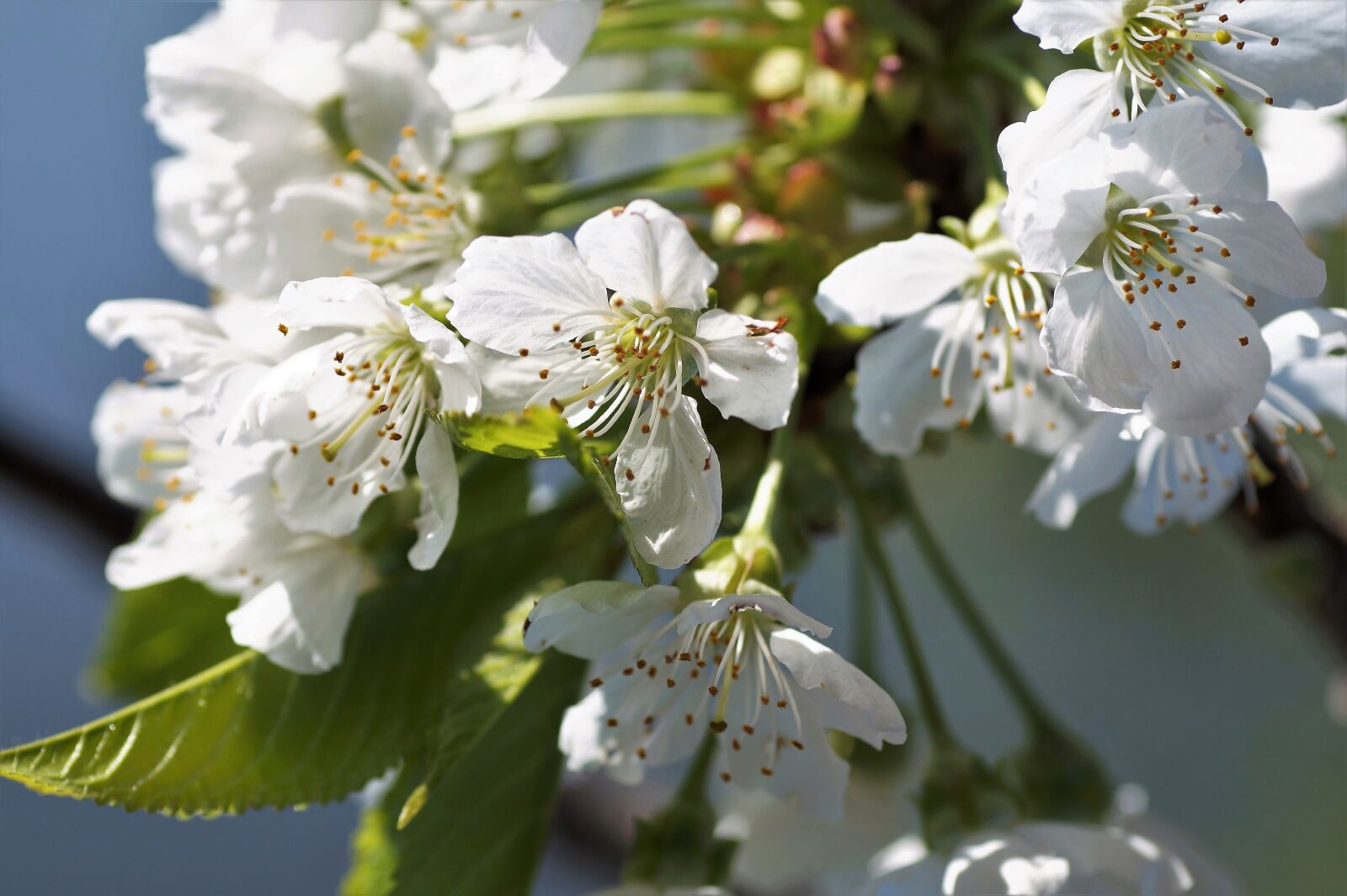 Sony SLT-A58 sample photo. Cherry, kvítek, blossoming photography