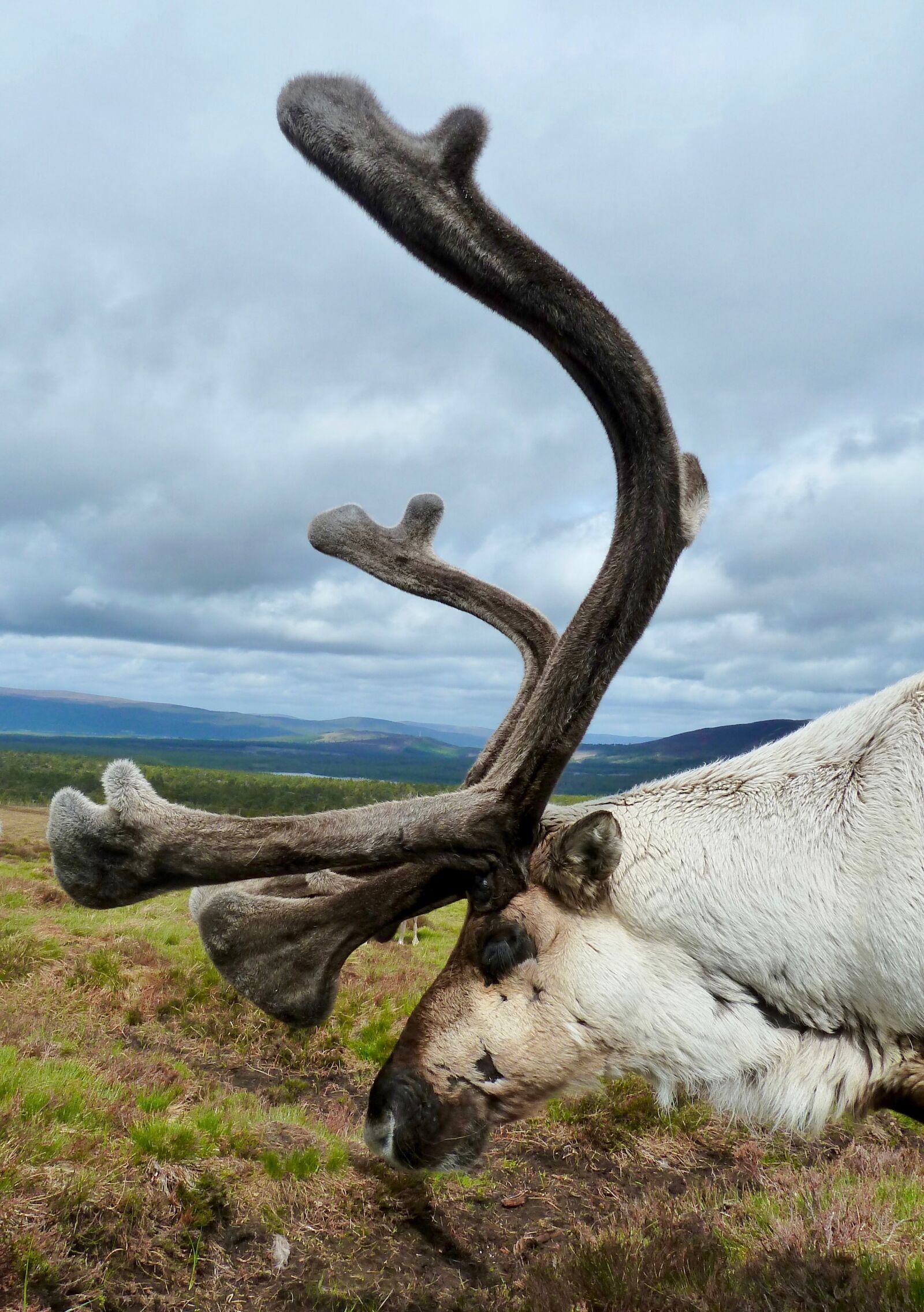 Panasonic Lumix DMC-ZS7 (Lumix DMC-TZ10) sample photo. Antler, reindeer, male photography