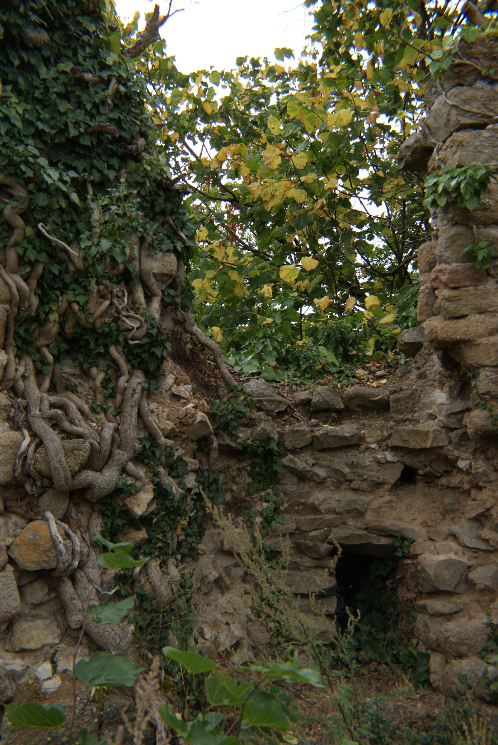 Sony Alpha DSLR-A300 sample photo. Castle, ruin, ivy photography