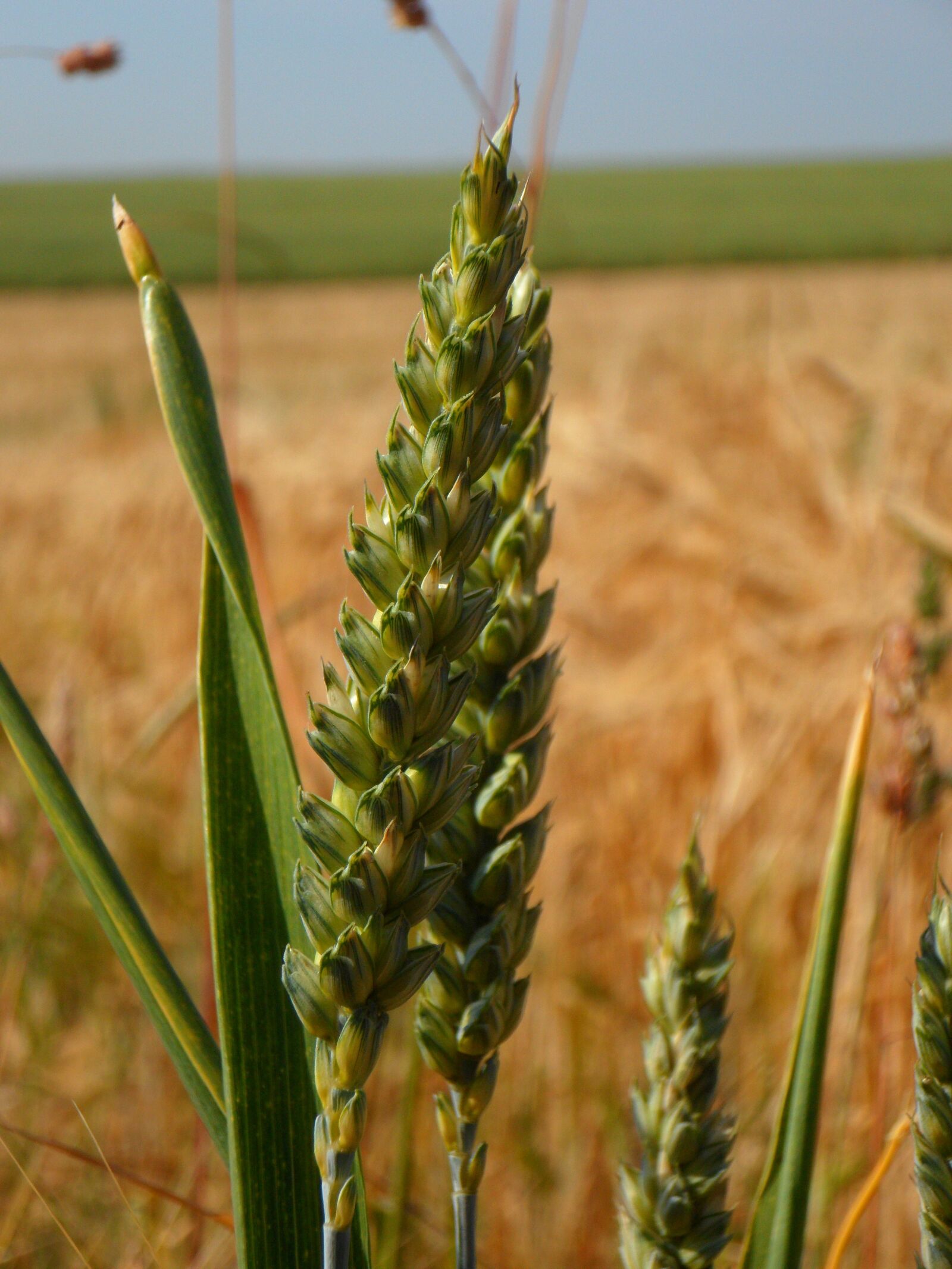 Samsung VLUU WB210, SAMSUNG WB210 sample photo. Ear, cereals, grain photography