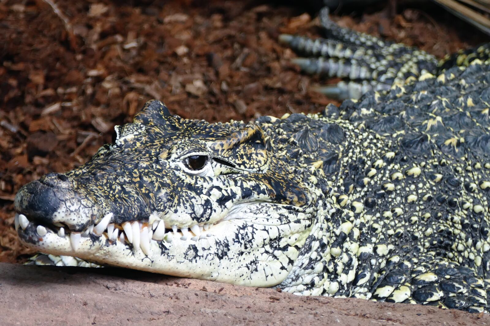 Panasonic Lumix DMC-FZ1000 sample photo. Crocodile, alligator, teeth photography